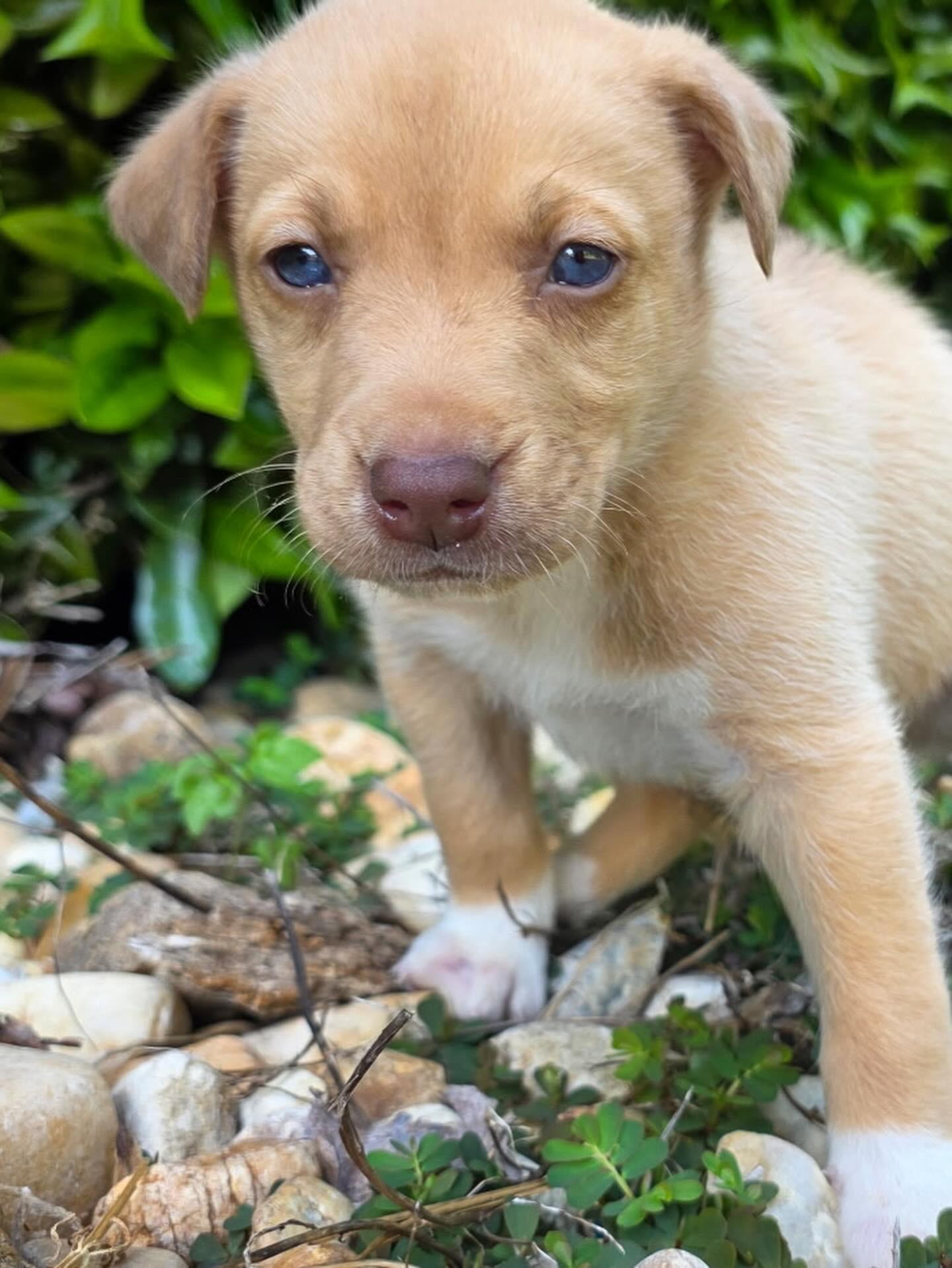 Enlarge Honey, a ADOPTABLE mixed breed in Grayson, GA image 1/4