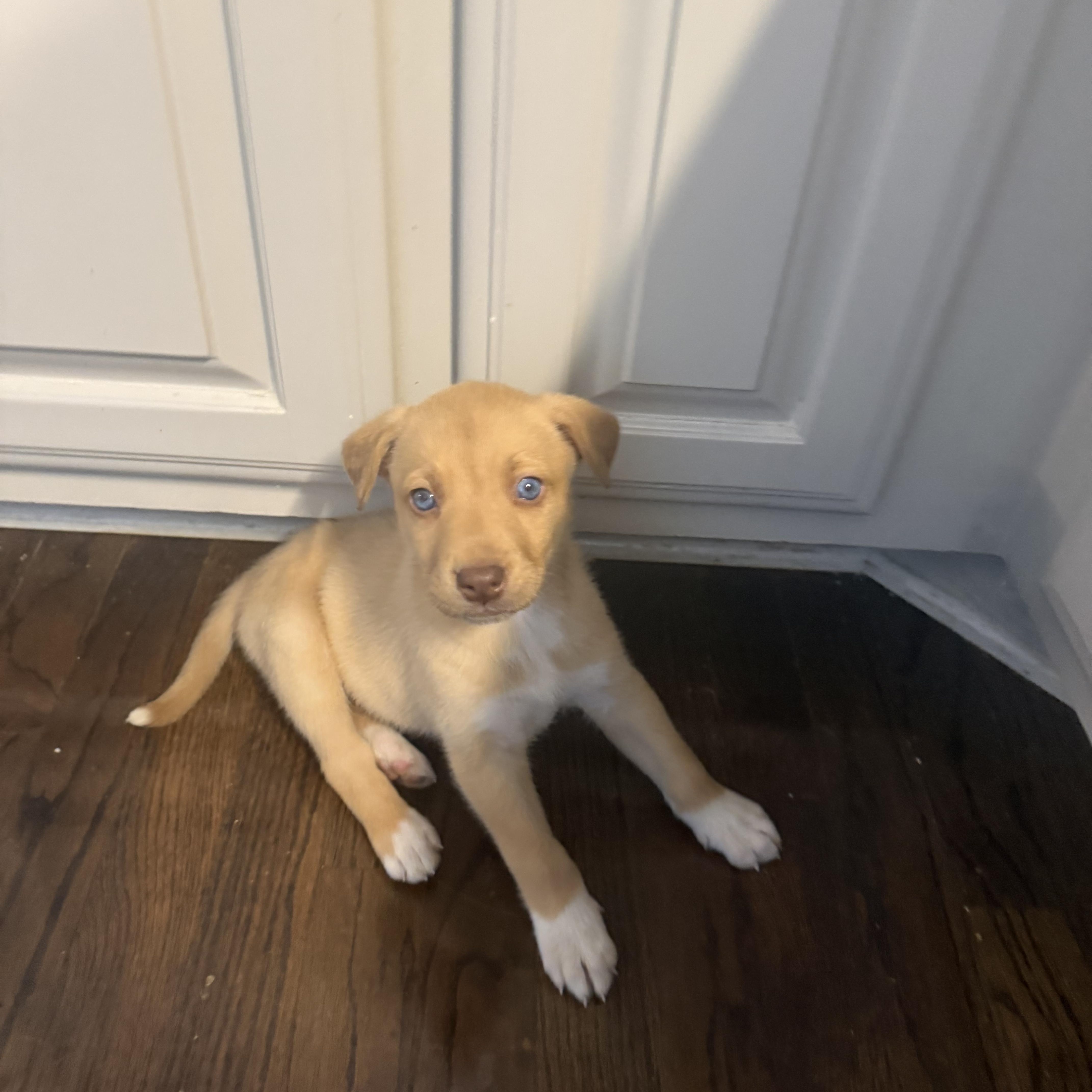 Enlarge Honey, a ADOPTABLE mixed breed in Grayson, GA image 2/4