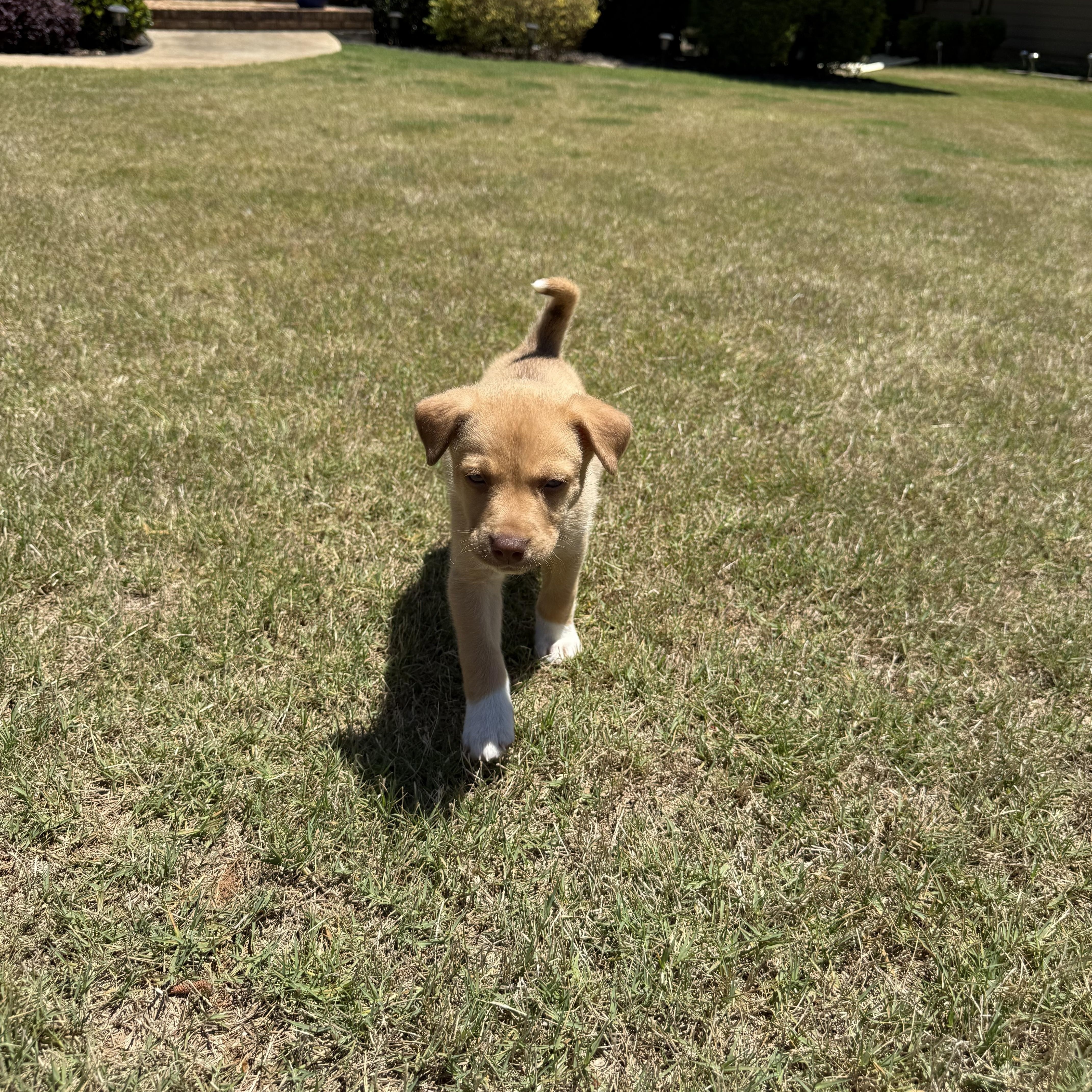 Enlarge Honey, a ADOPTABLE mixed breed in Grayson, GA image 3/4