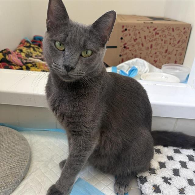Enlarge MISTIK, a Adoptable Domestic Short Hair in Centerville, MA image 1/1