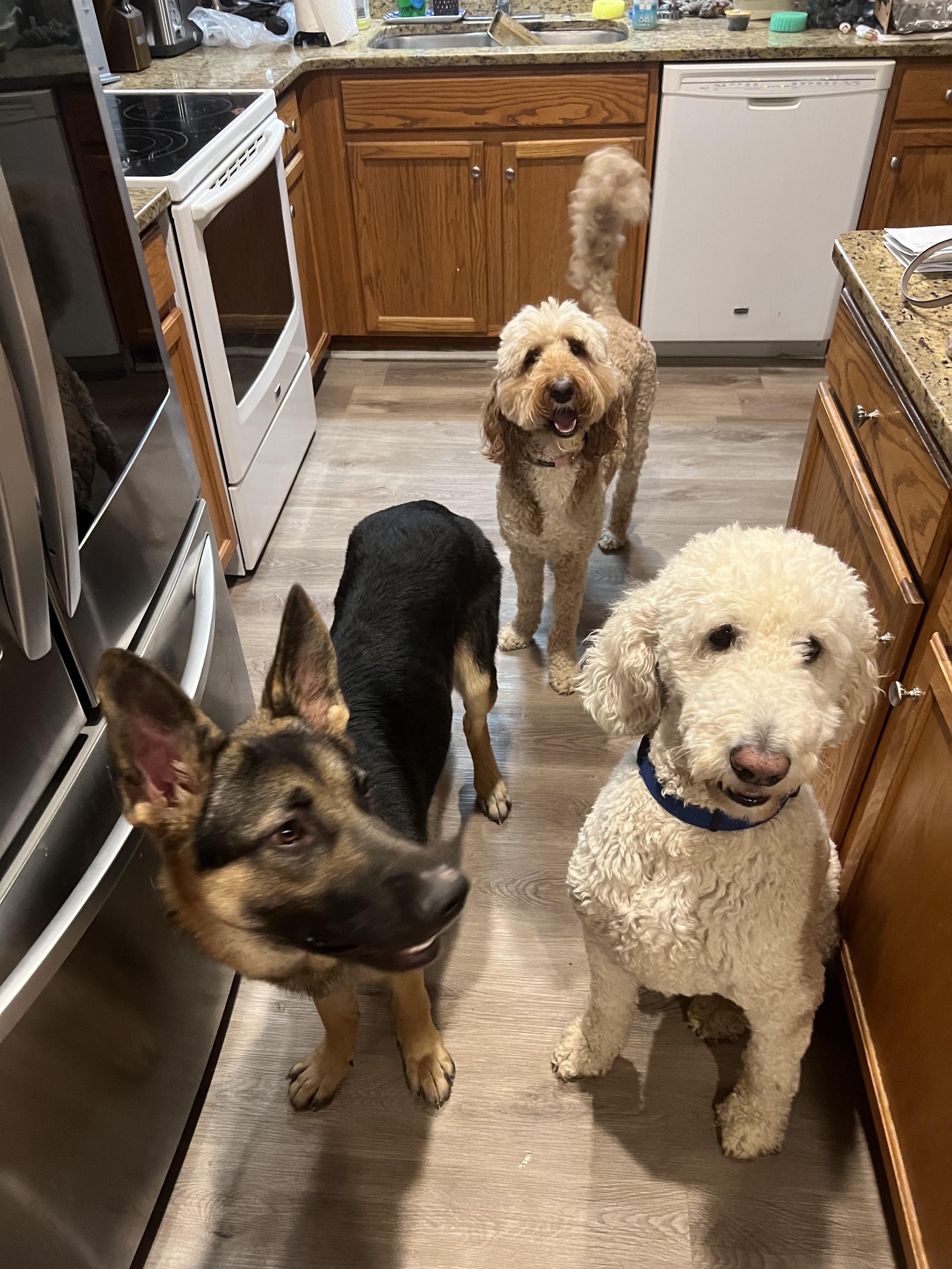 Paige, an adopted Goldendoodle in Marietta, GA image 3/5