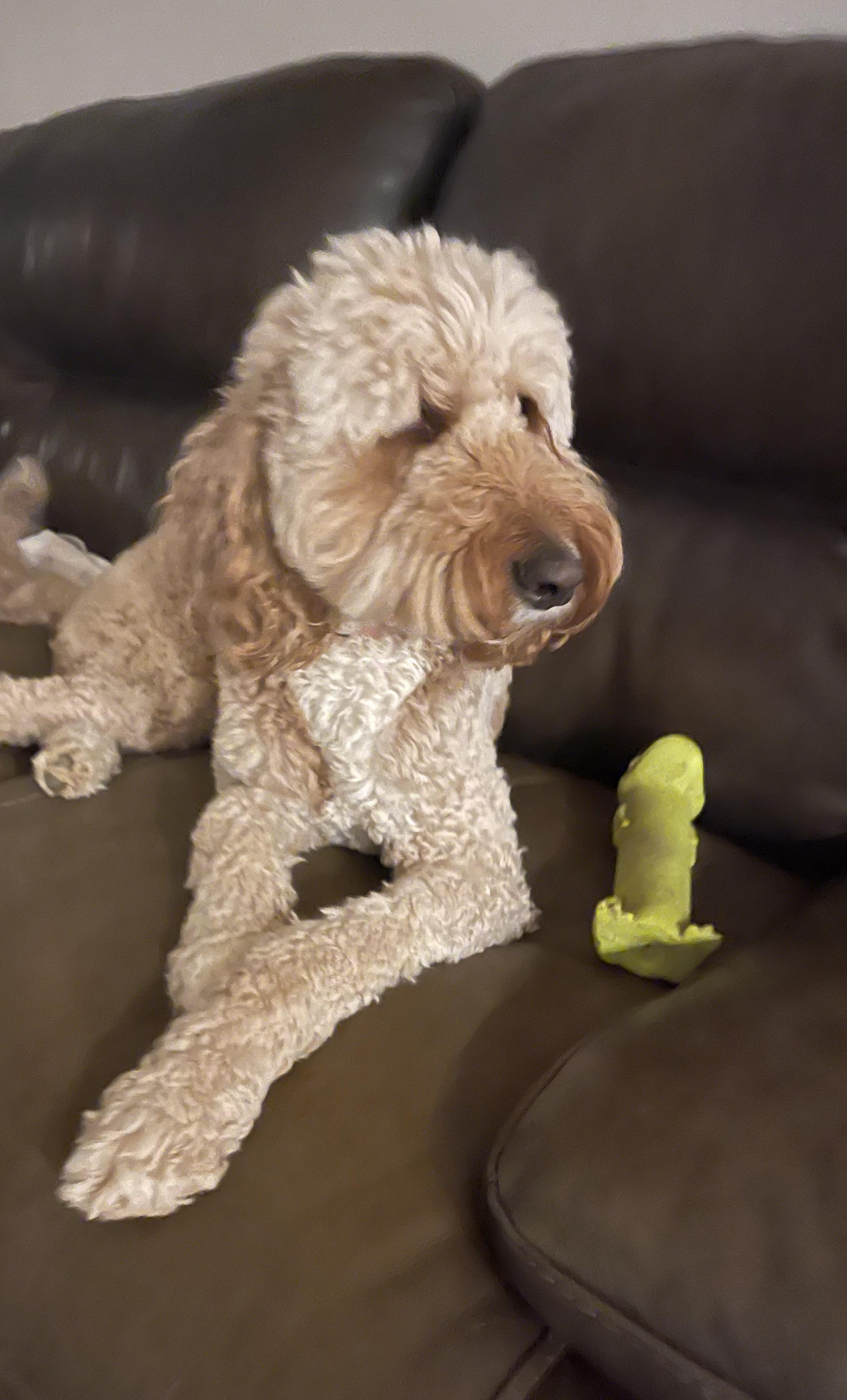 Paige, an adopted Goldendoodle in Marietta, GA image 5/5