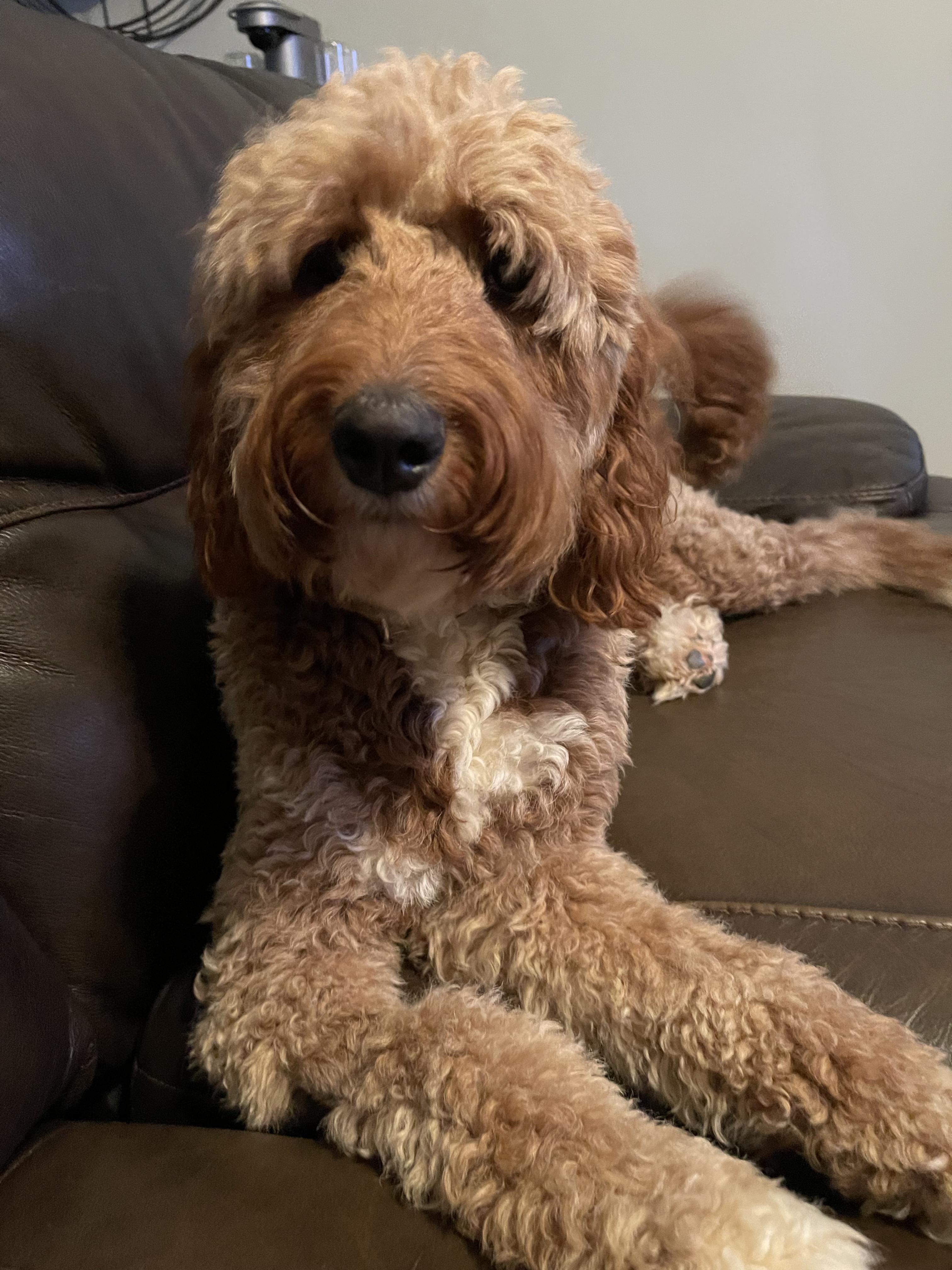 Paige, an adopted Goldendoodle in Marietta, GA image 2/5
