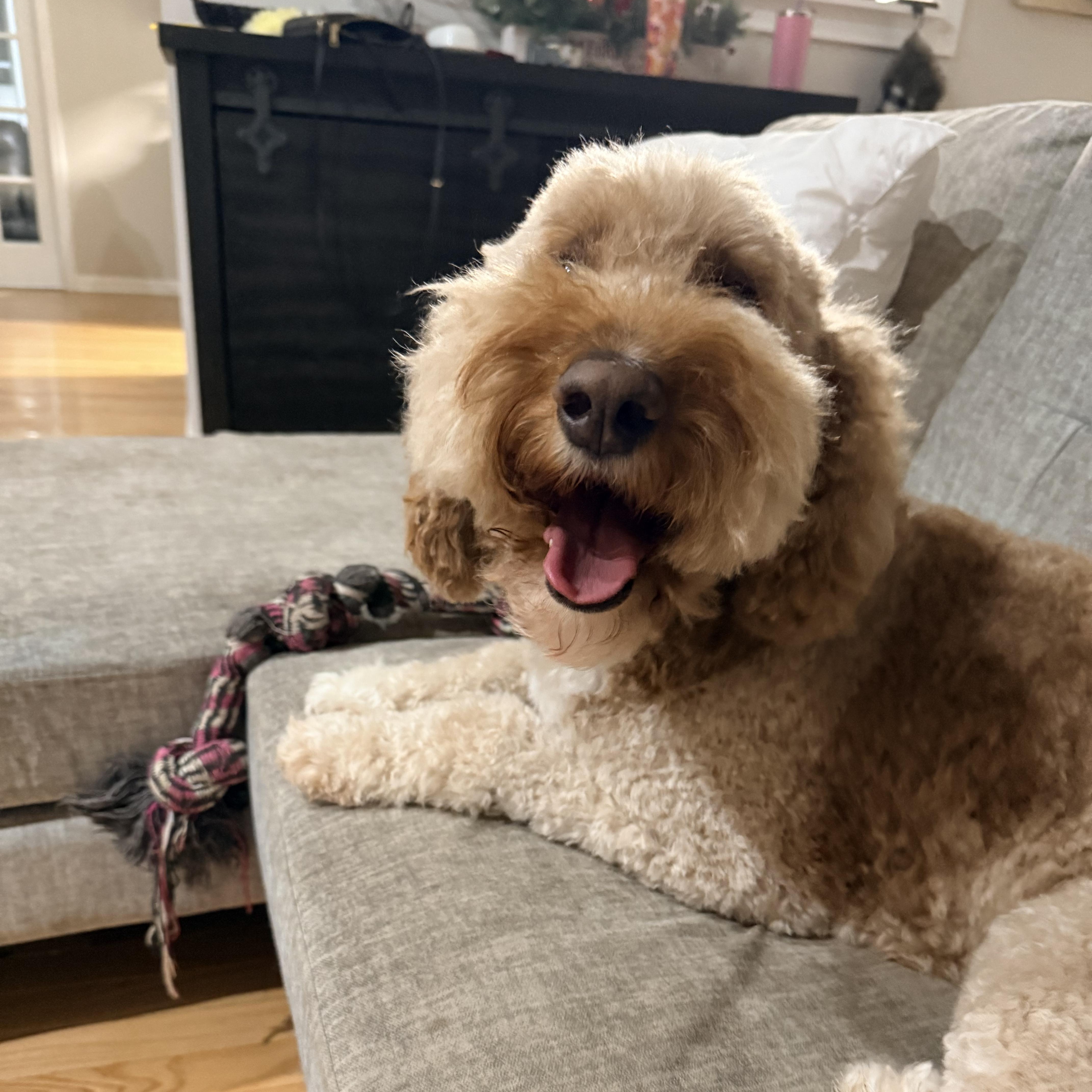 Paige, adopted, Adult Female Goldendoodle.