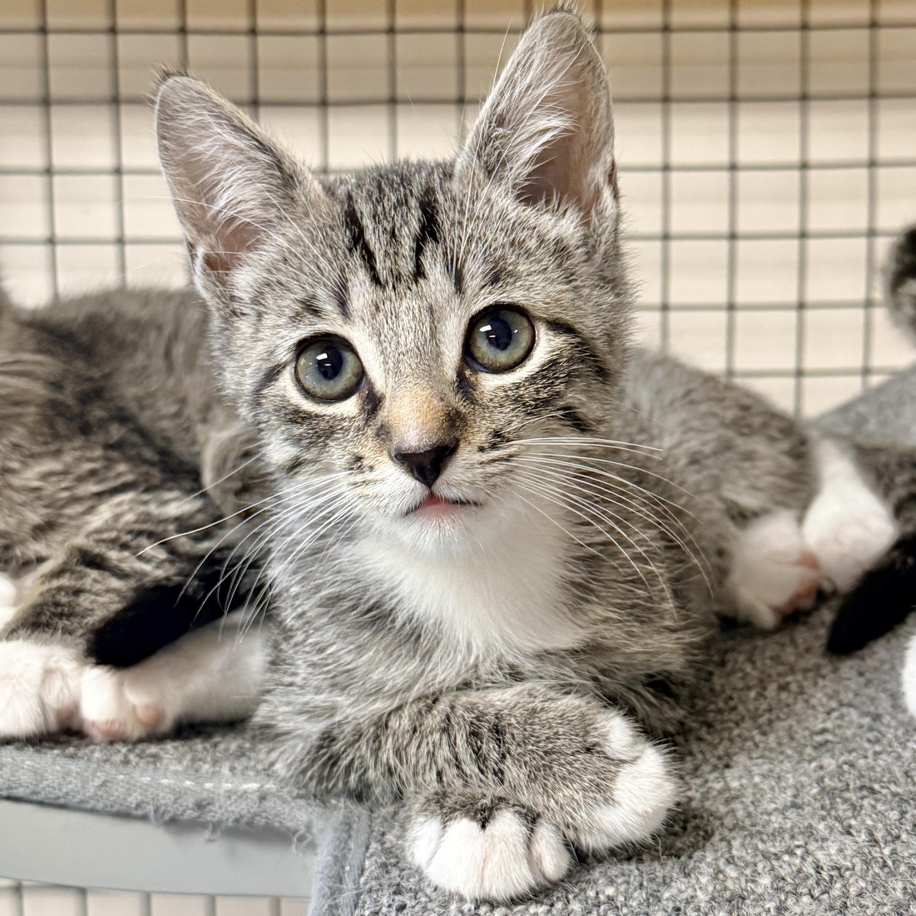 Enlarge Gavel, a Adopted Domestic Short Hair in Collierville, TN image 1/5
