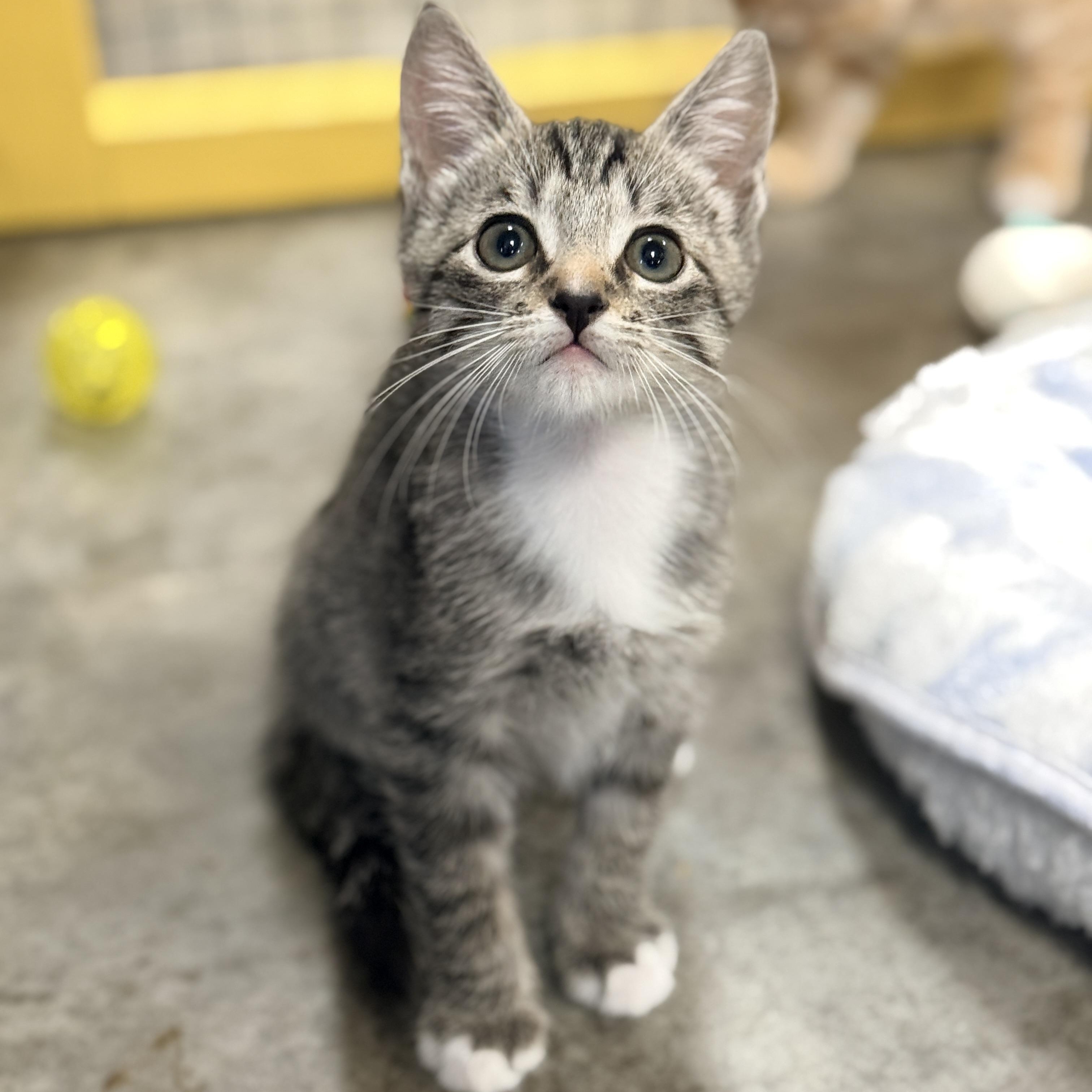 Enlarge Gavel, a Adopted Domestic Short Hair in Collierville, TN image 3/5
