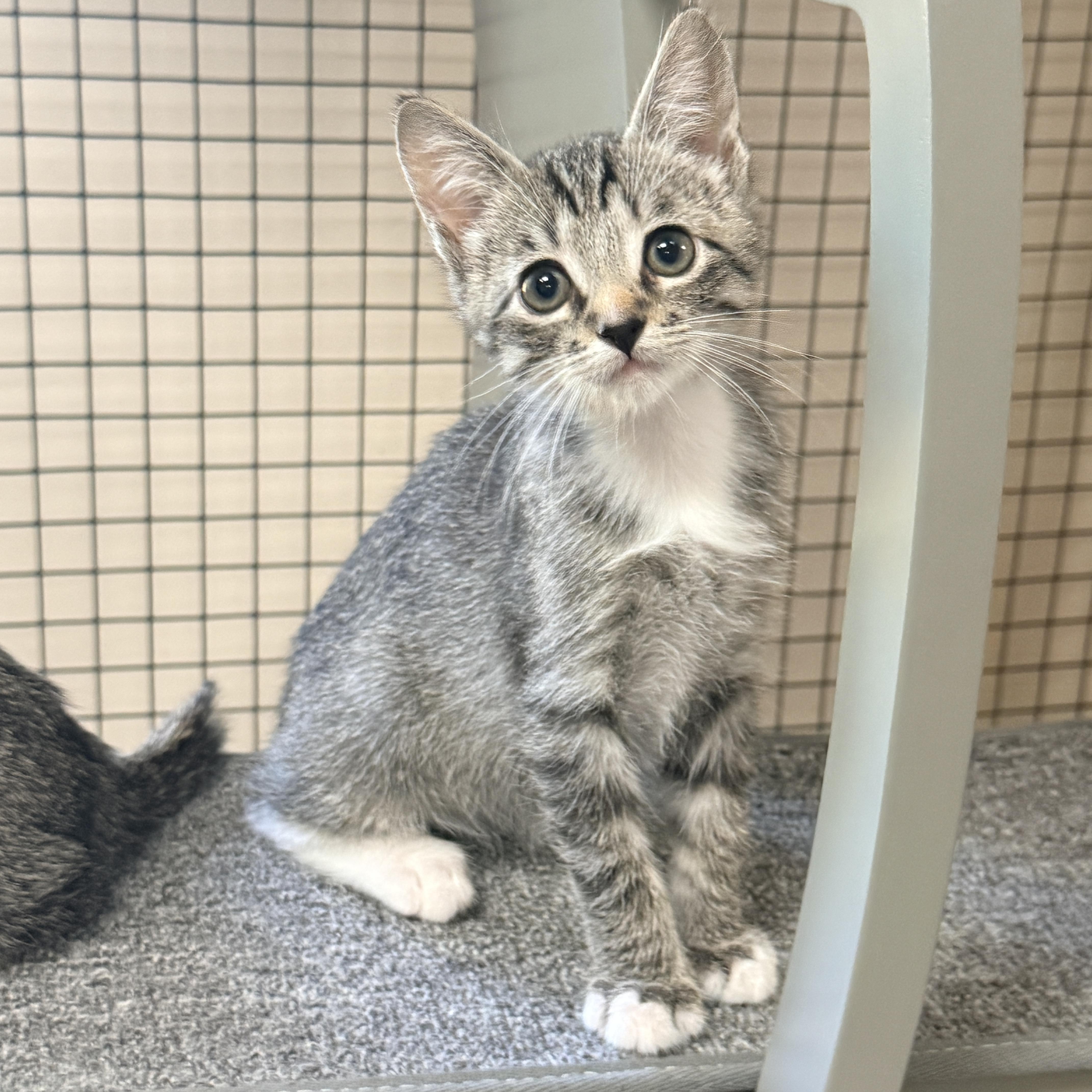 Enlarge Gavel, a Adopted Domestic Short Hair in Collierville, TN image 4/5