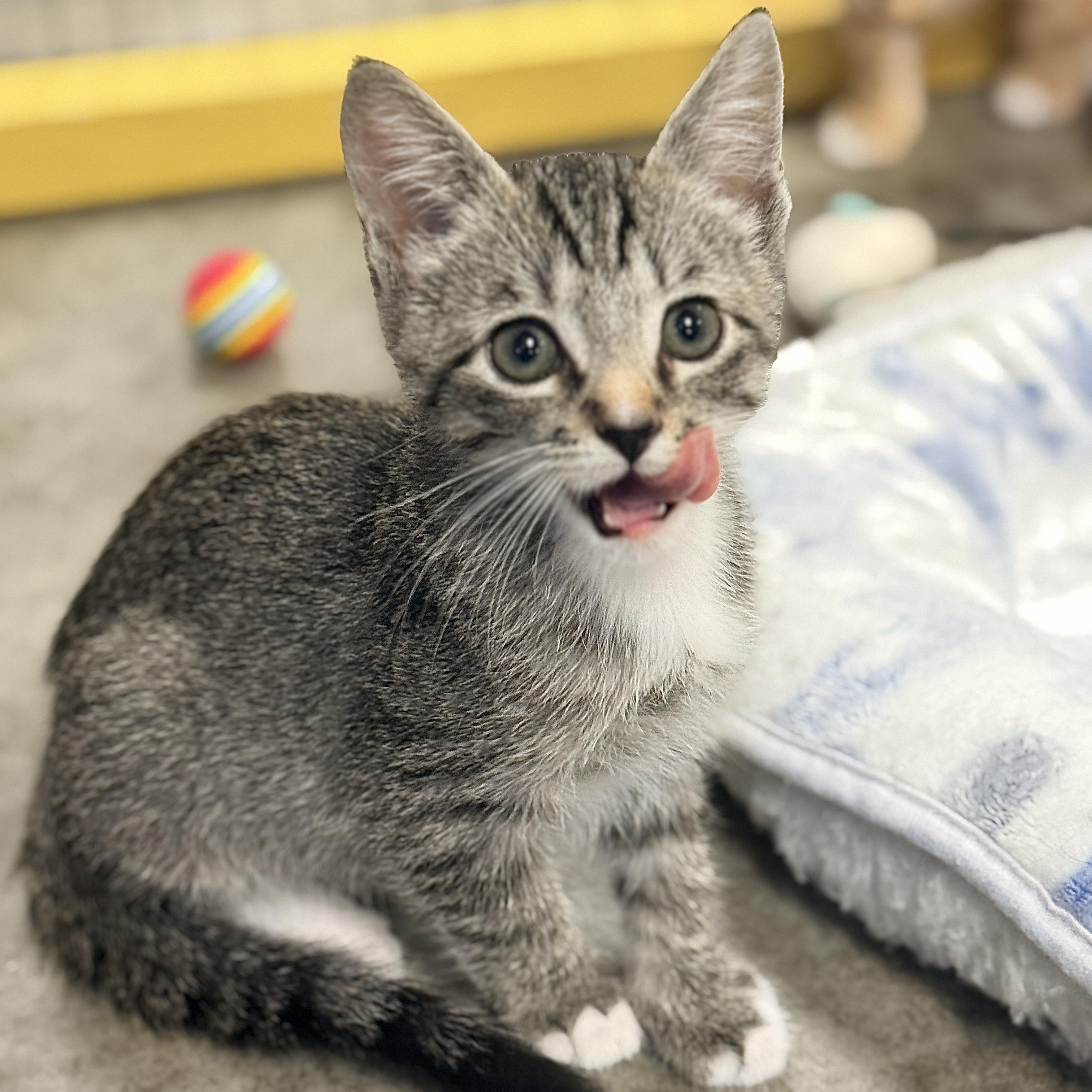 Gavel, Adoptable, Kitten Male Domestic Short Hair.
