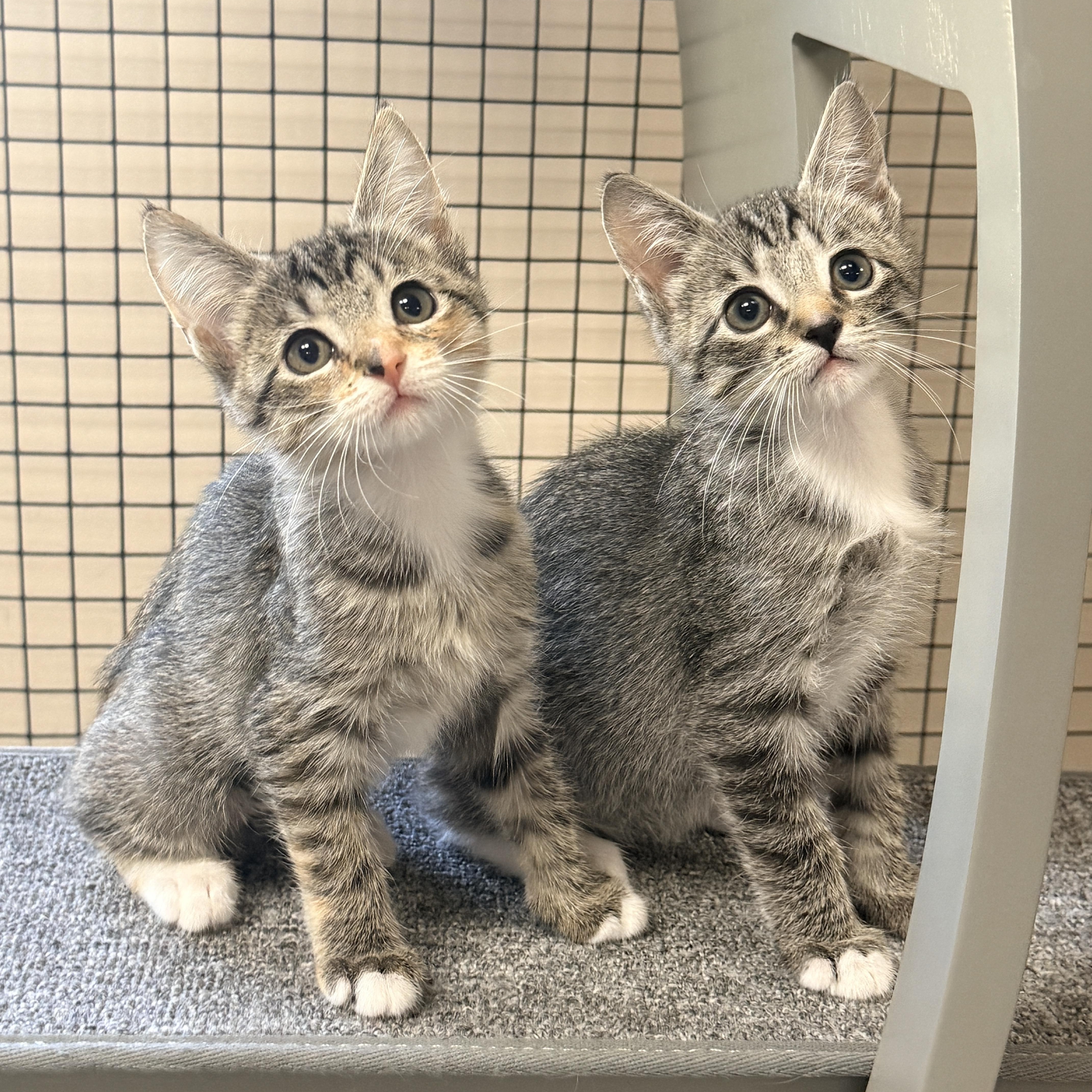 Enlarge Gavel, a Adopted Domestic Short Hair in Collierville, TN image 5/5