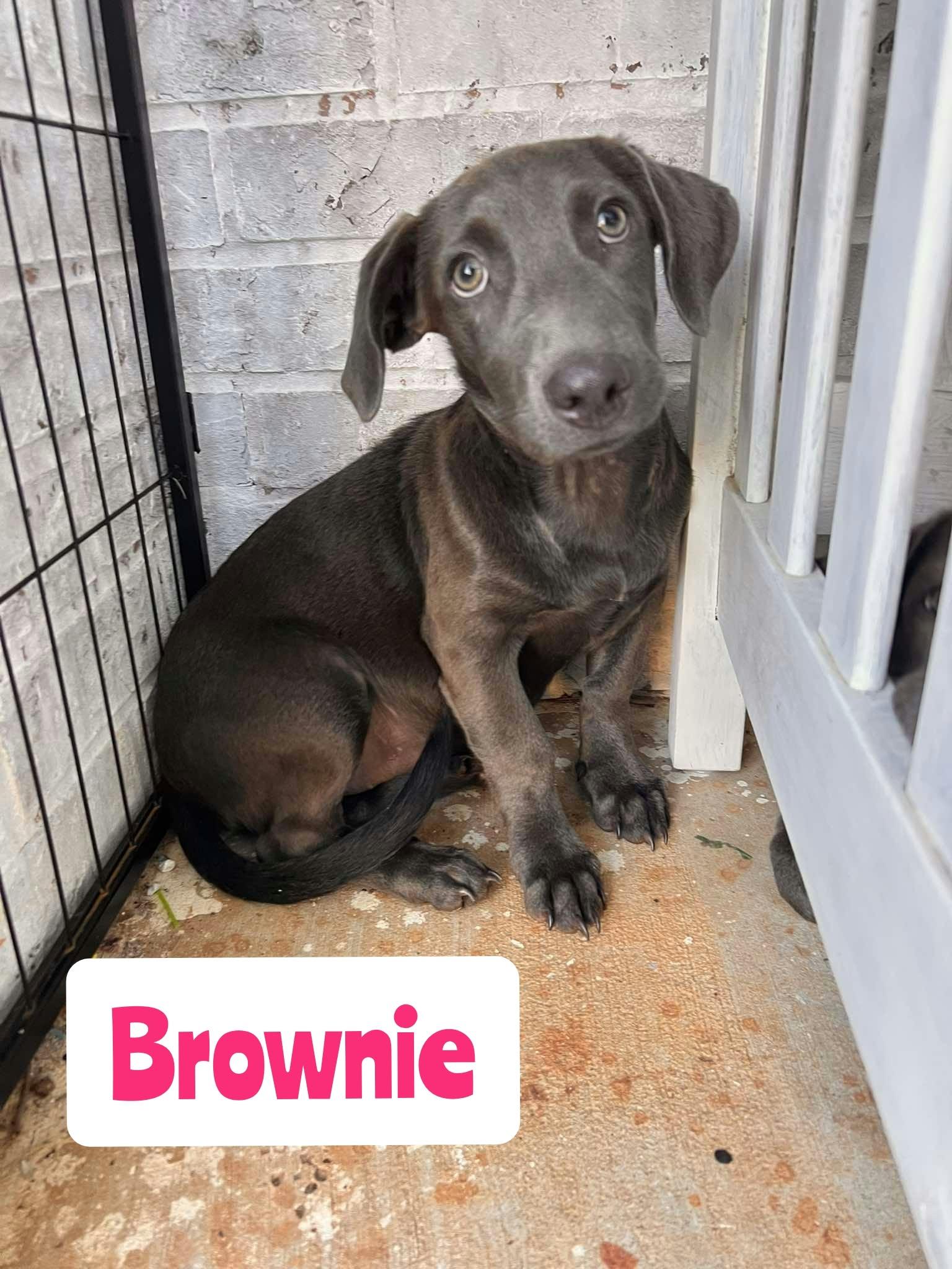 Brownie photo