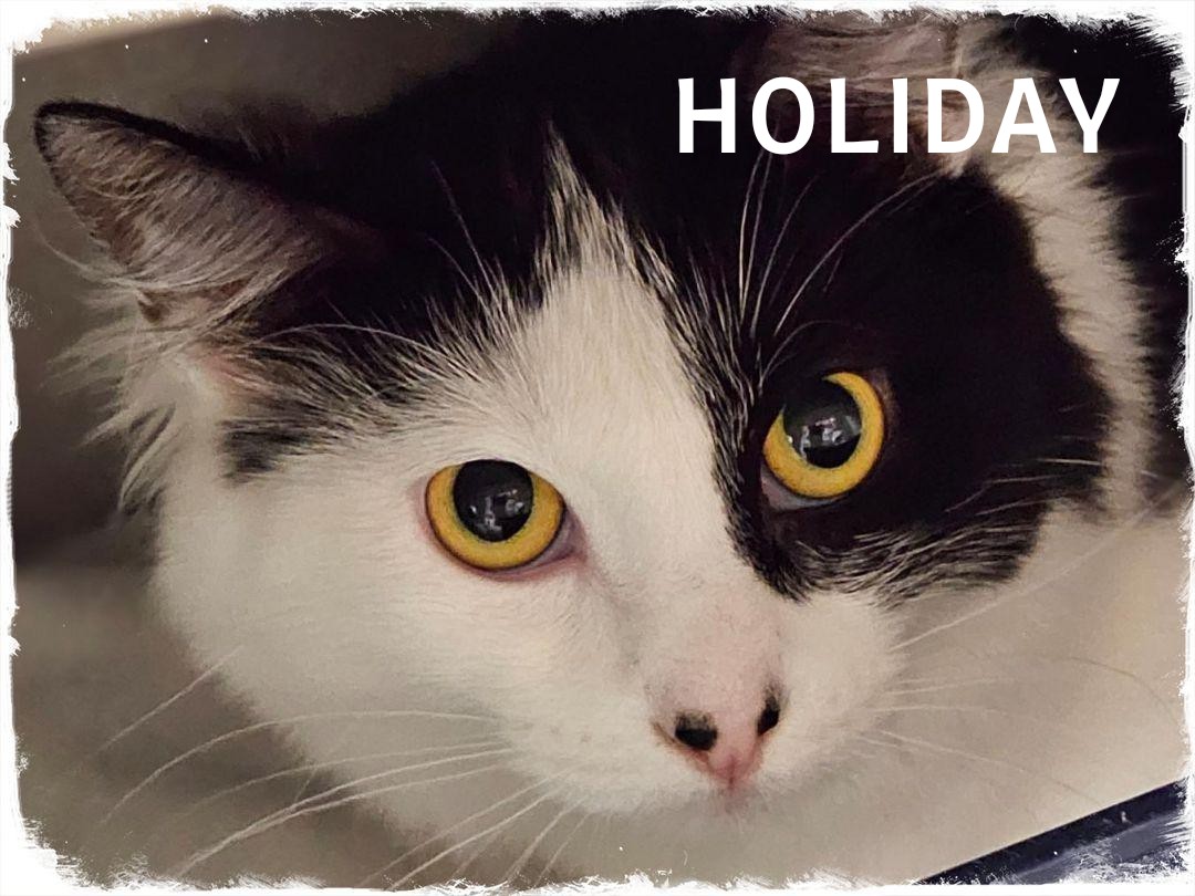 Holiday, Adoptable, Adult Female Domestic Long Hair.