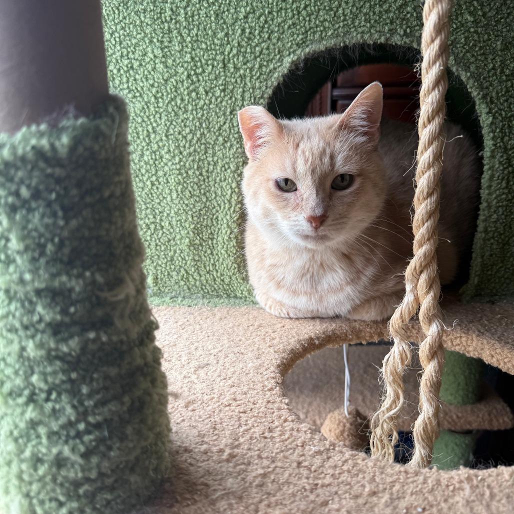 Honey, Adoptable, Adult Female Domestic Short Hair.