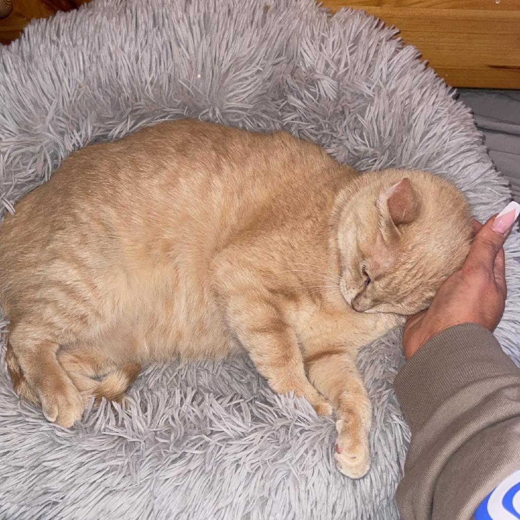 Enlarge Honey, a Adoptable Domestic Short Hair in Bel Air, MD image 2/3