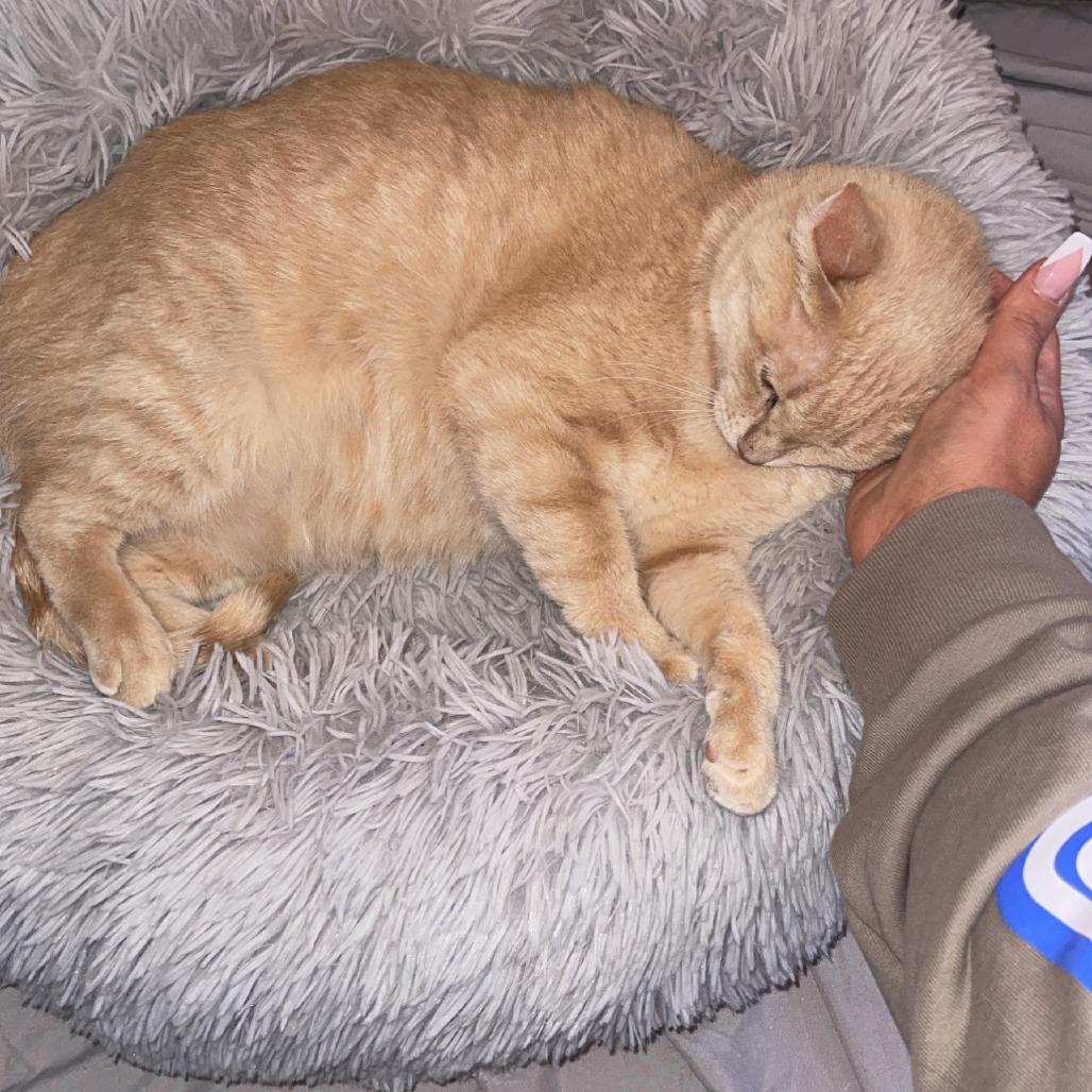 Enlarge Honey, a Adoptable Domestic Short Hair in Bel Air, MD image 3/3