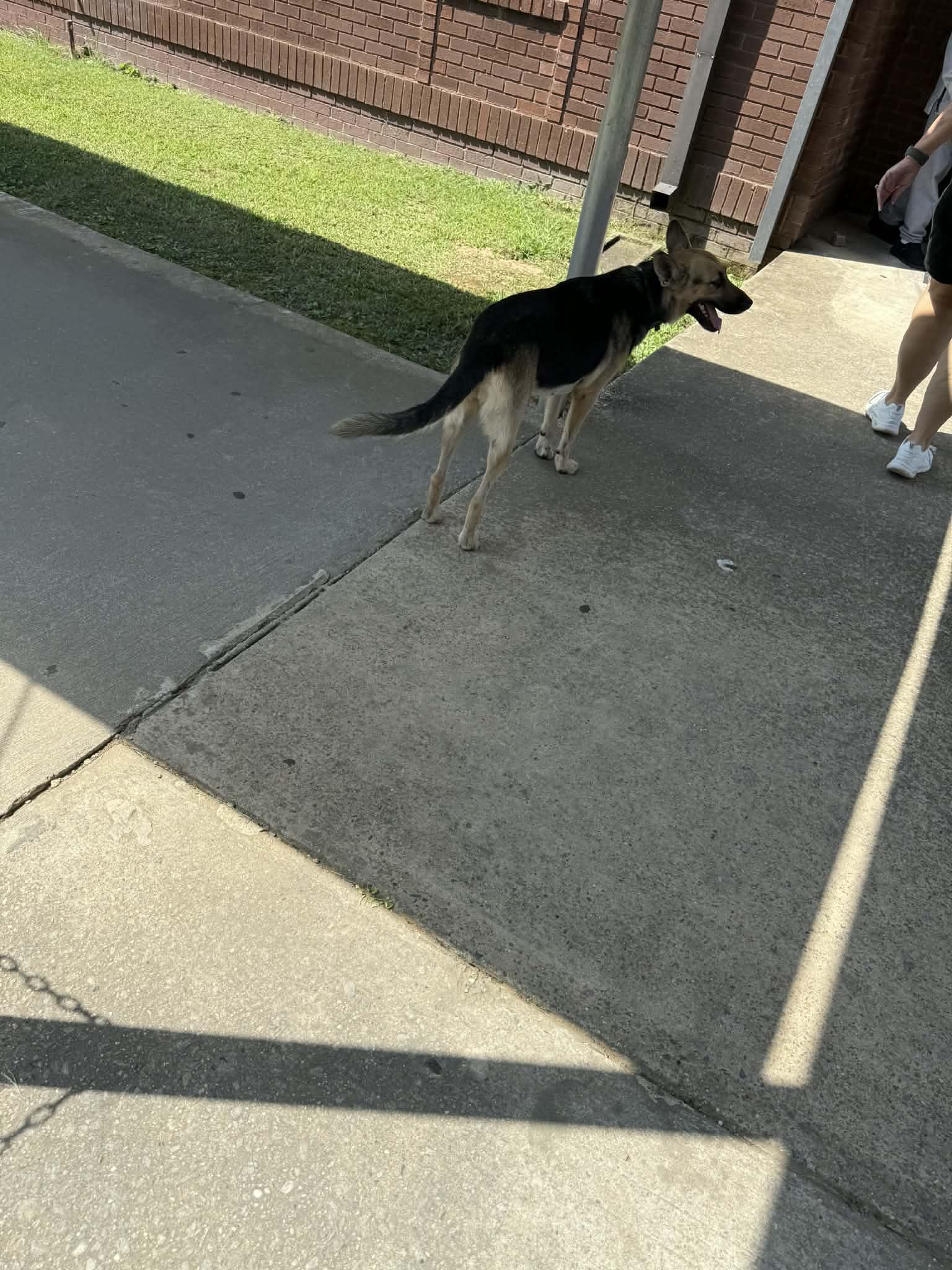 Foster needed NOW - Winnie, a Adoptable German Shepherd Dog image 1/3