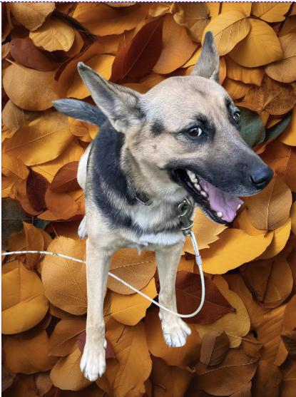 Foster needed NOW - Winnie, a Adoptable German Shepherd Dog image 2/3