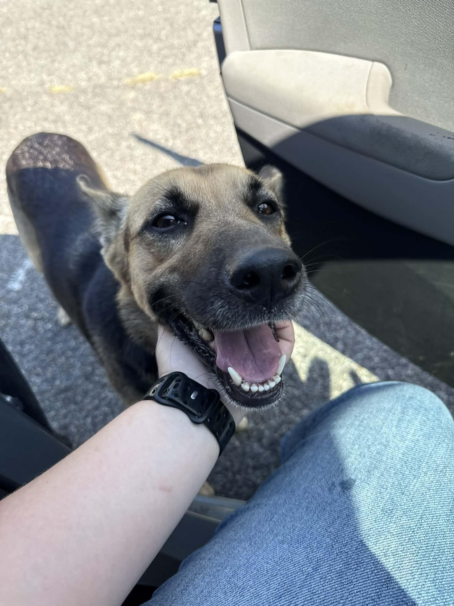 Foster needed NOW - Winnie, a Adoptable German Shepherd Dog image 3/3