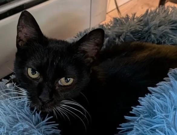 Book, Adoptable, Young Female Domestic Short Hair.
