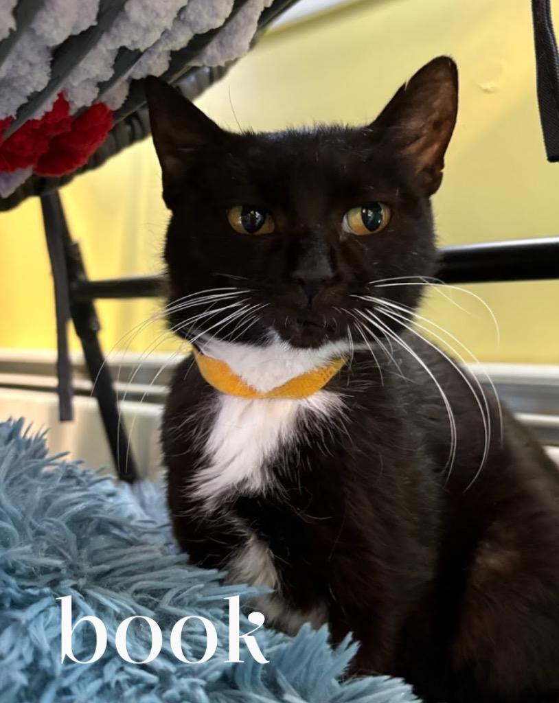 Enlarge Book, a Adoptable Domestic Short Hair in Gorham, ME image 1/1