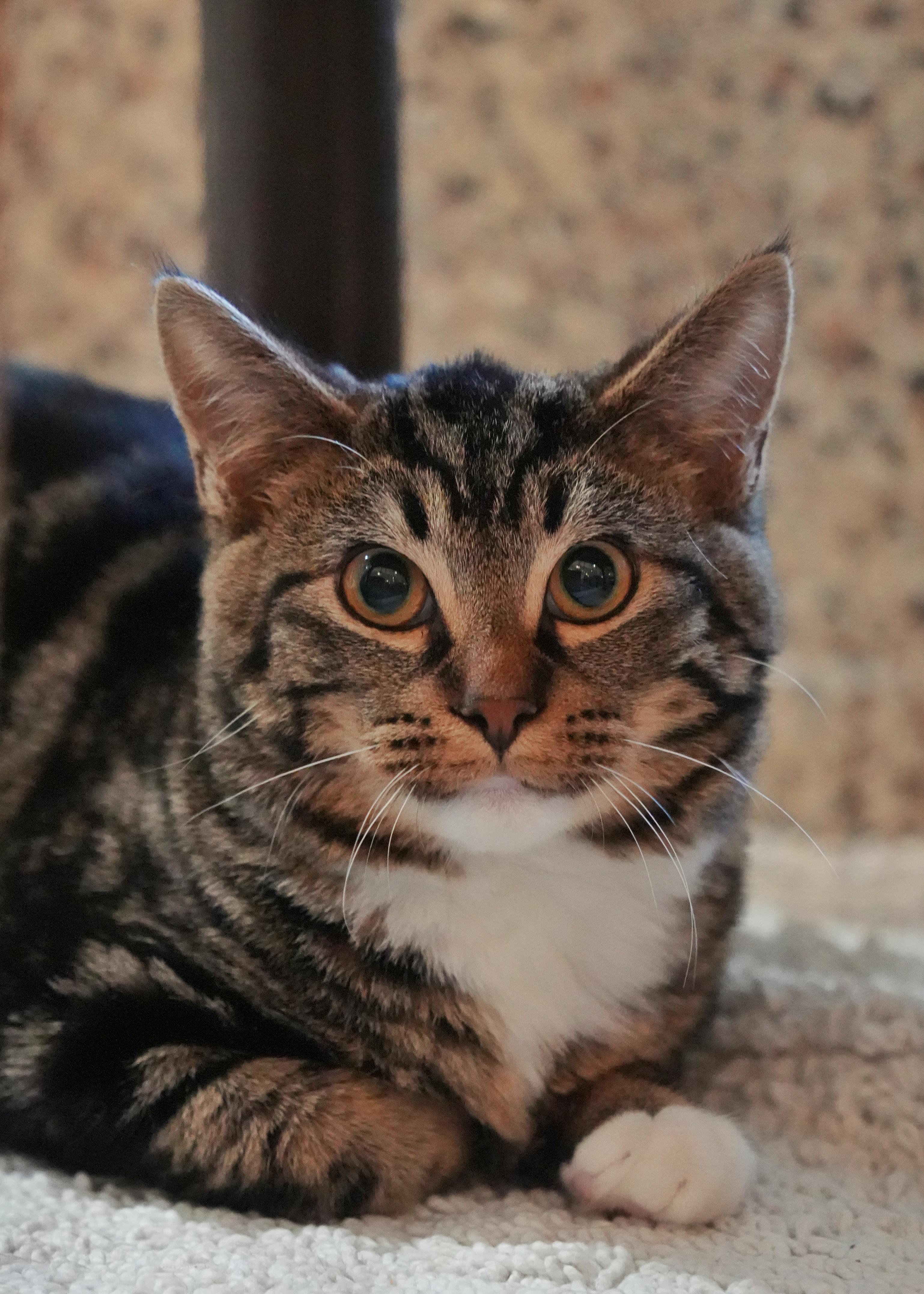 Enlarge Oscar 63148, an adopted Domestic Short Hair in Aiken, SC image 1/1