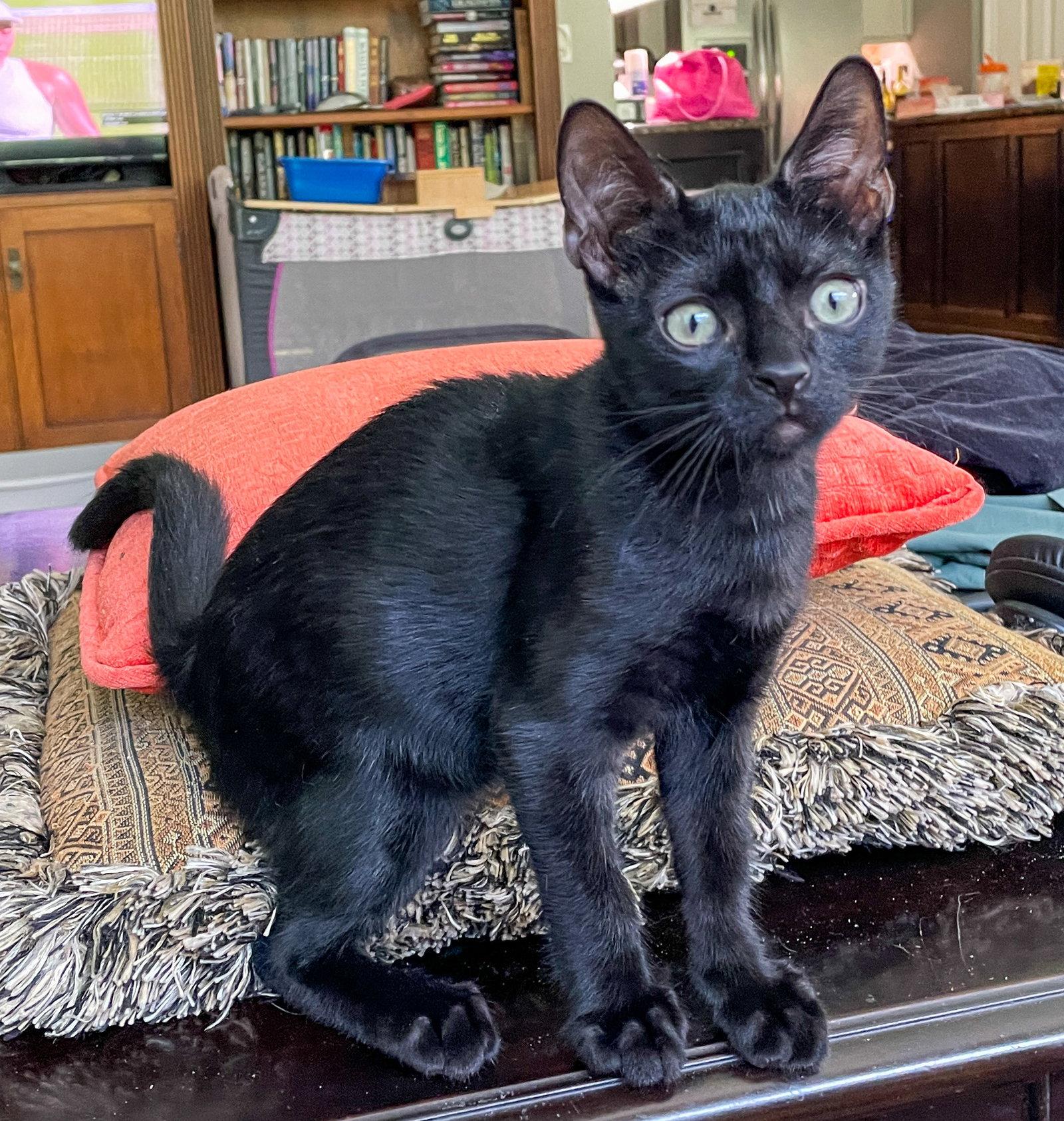 Cole, Adoptable, Kitten Male Domestic Short Hair.