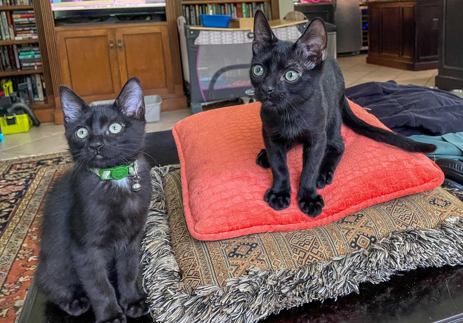 Cole, a Adoptable Domestic Short Hair in Lighthouse Point, FL image 2/3