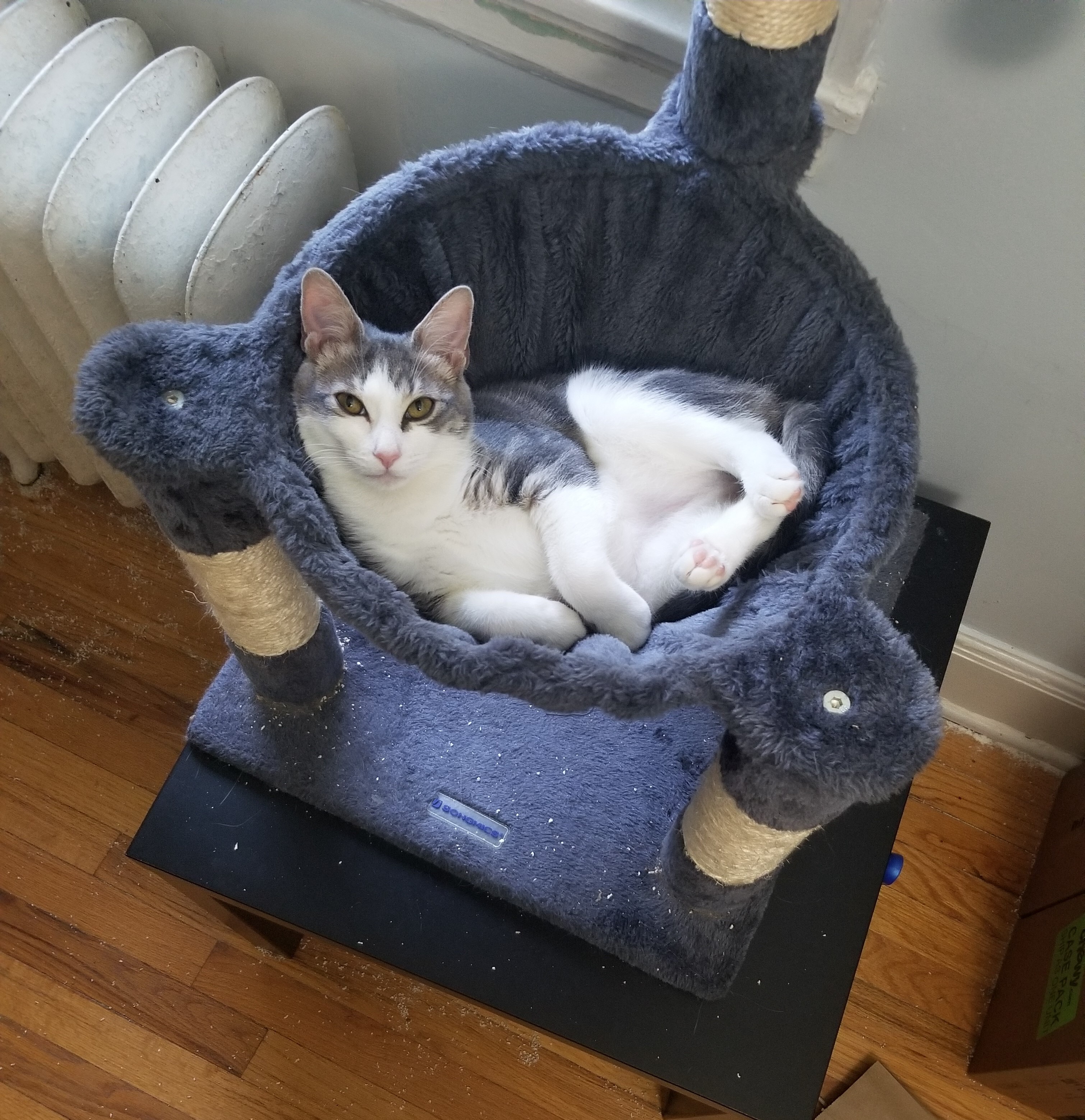 Enlarge Reebok, a Adoptable Domestic Short Hair in Columbia, MD image 1/6