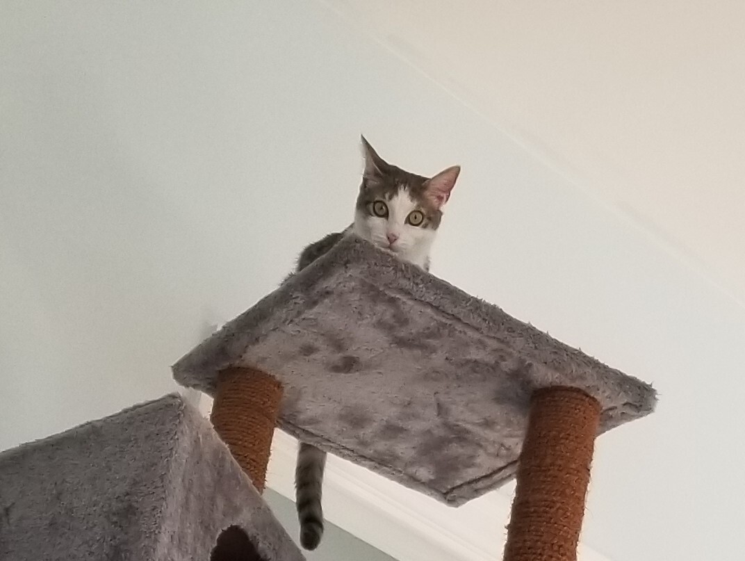 Enlarge Reebok, a Adoptable Domestic Short Hair in Columbia, MD image 5/6