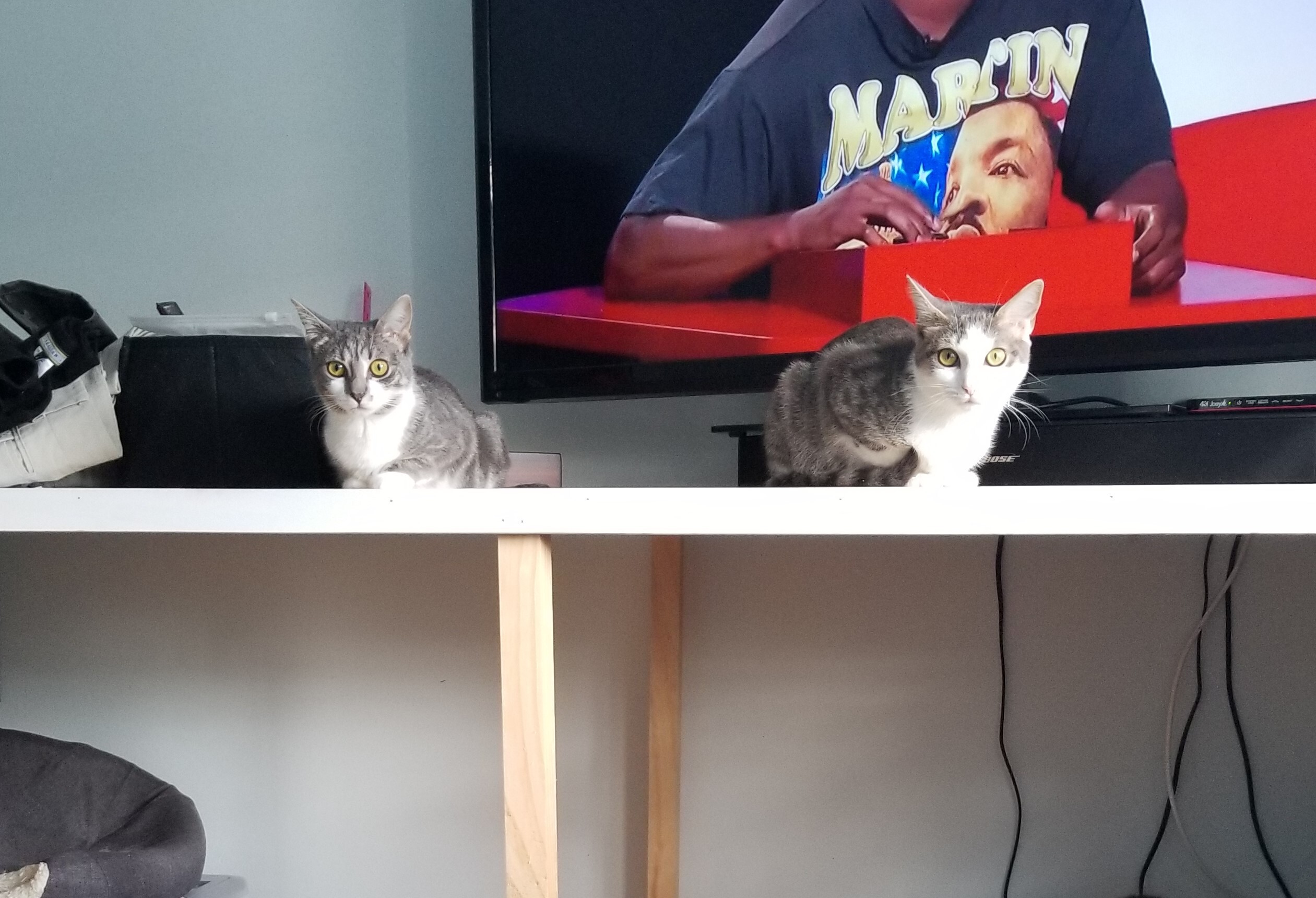 Enlarge Reebok, a Adoptable Domestic Short Hair in Columbia, MD image 6/6