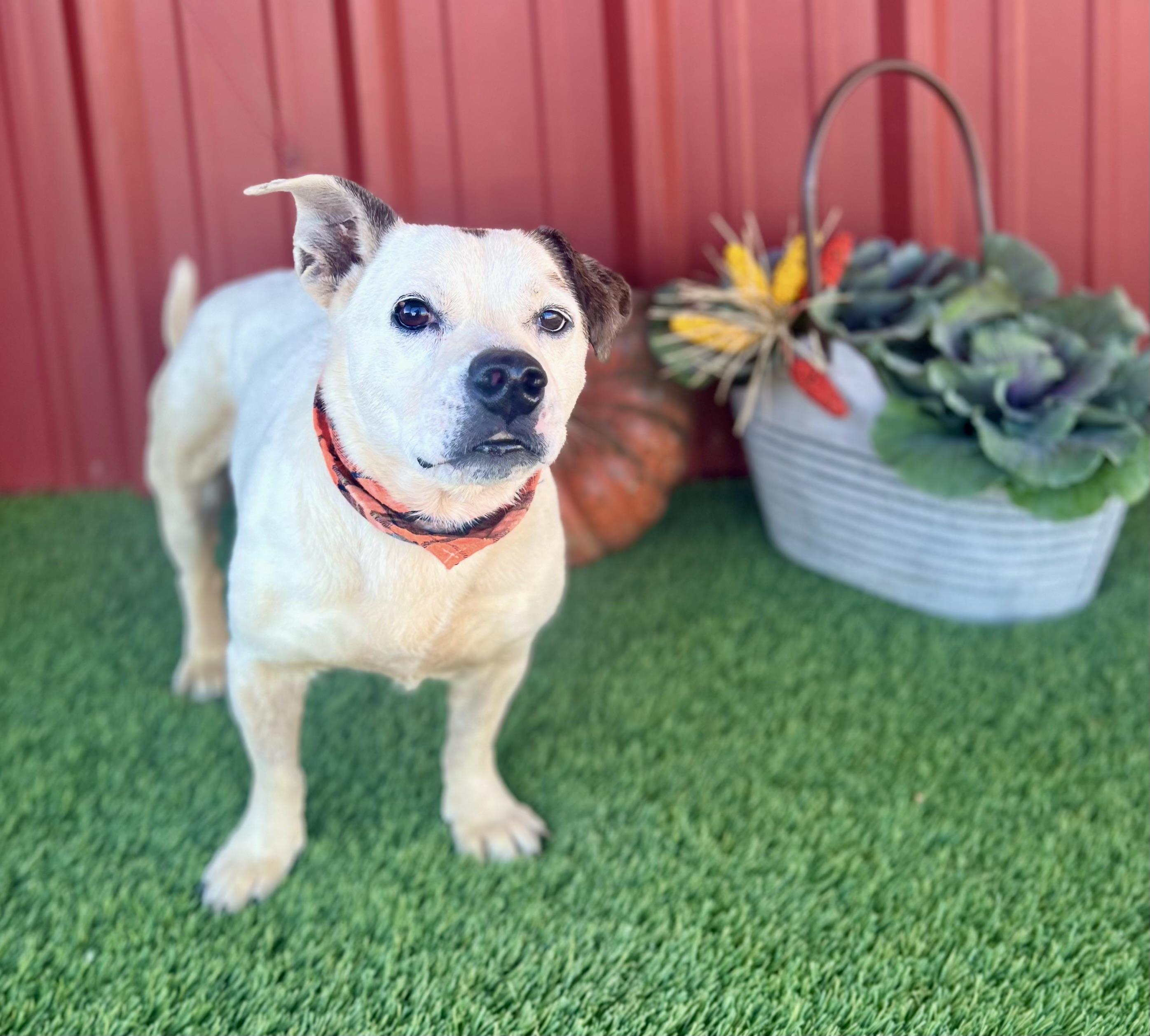 Enlarge MJ, a Adoptable mixed breed in Lubbock, TX image 2/6