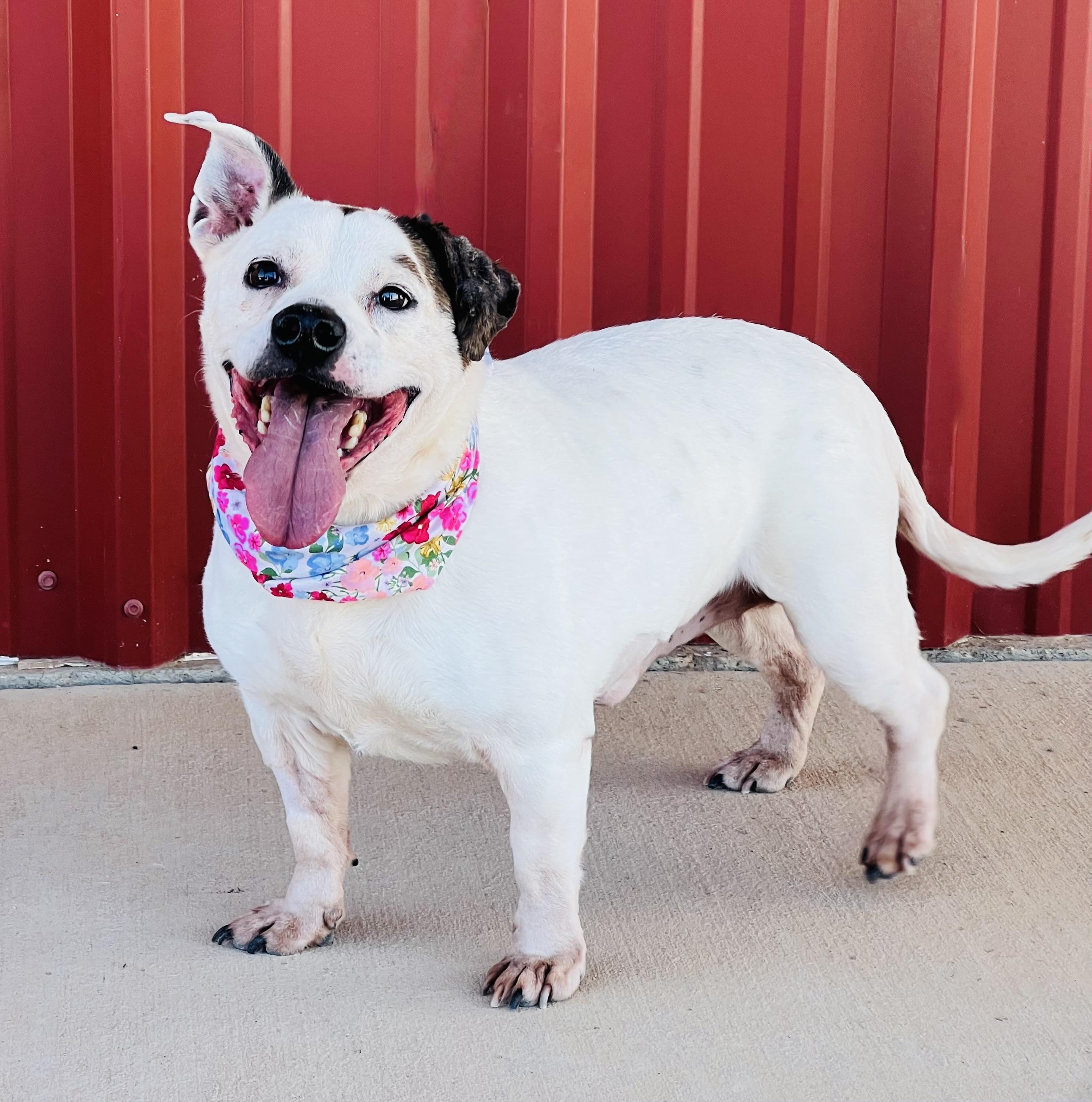 Enlarge MJ, a Adoptable mixed breed in Lubbock, TX image 4/6
