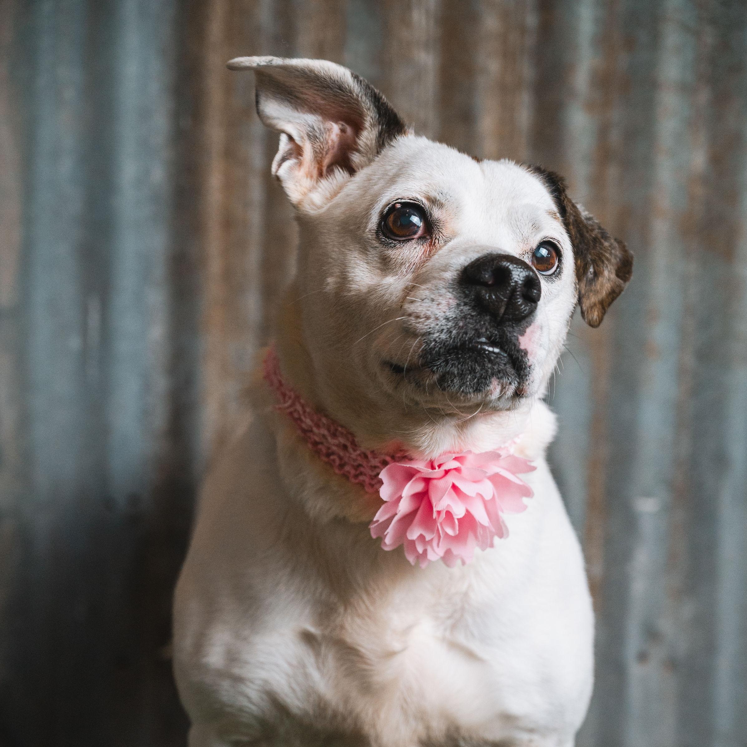 Enlarge MJ, a Adoptable mixed breed in Lubbock, TX image 1/6