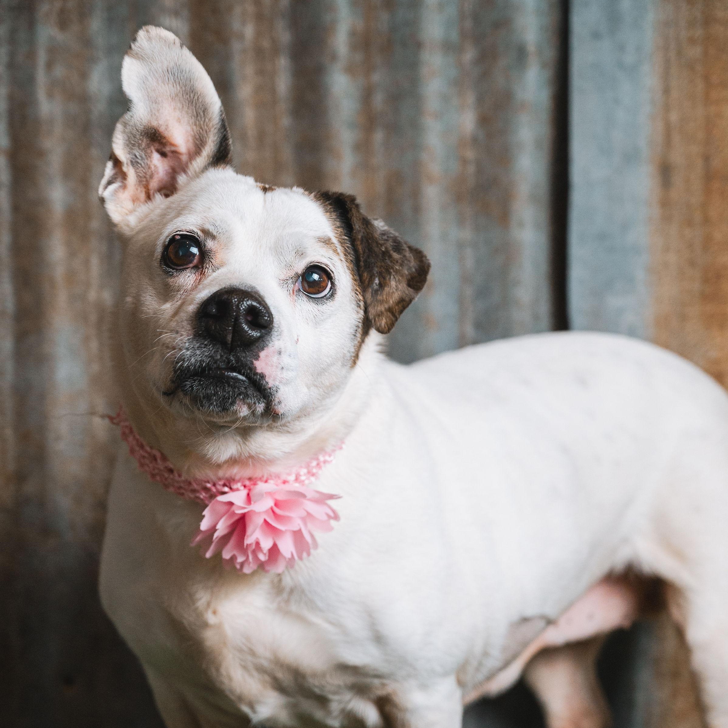 Enlarge MJ, a Adoptable mixed breed in Lubbock, TX image 3/6