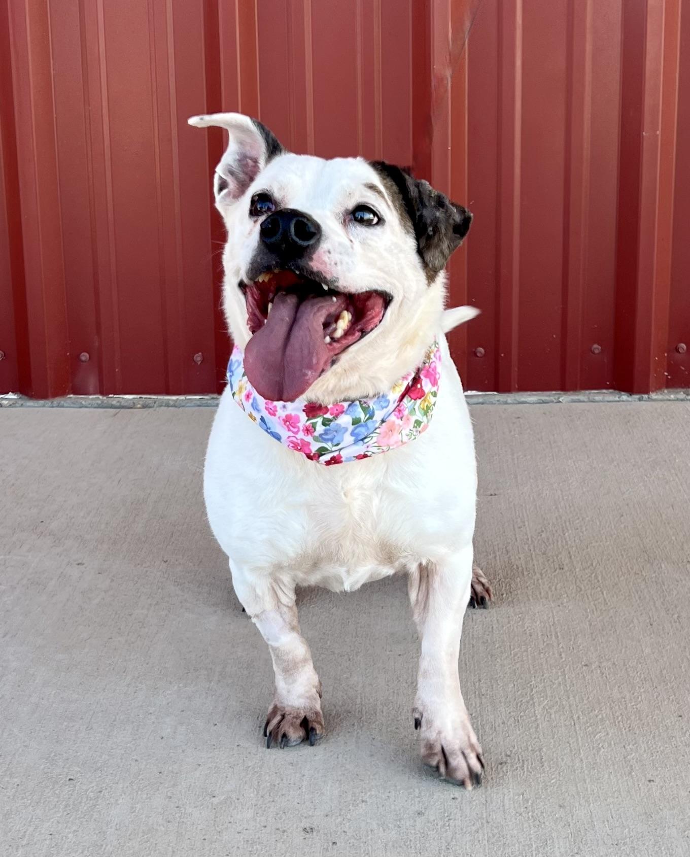Enlarge MJ, a Adoptable mixed breed in Lubbock, TX image 6/6