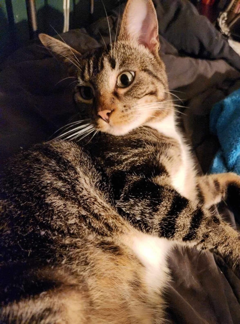 Farley, a Adoptable Domestic Short Hair in Hollister, CA image 2/4