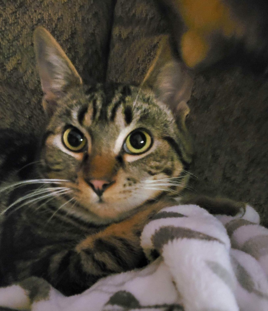 Farley, a Adoptable Domestic Short Hair in Hollister, CA image 3/4