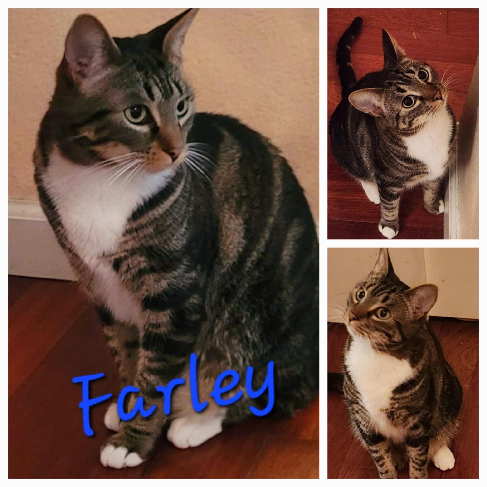 Farley, Adoptable, Adult Male Domestic Short Hair.