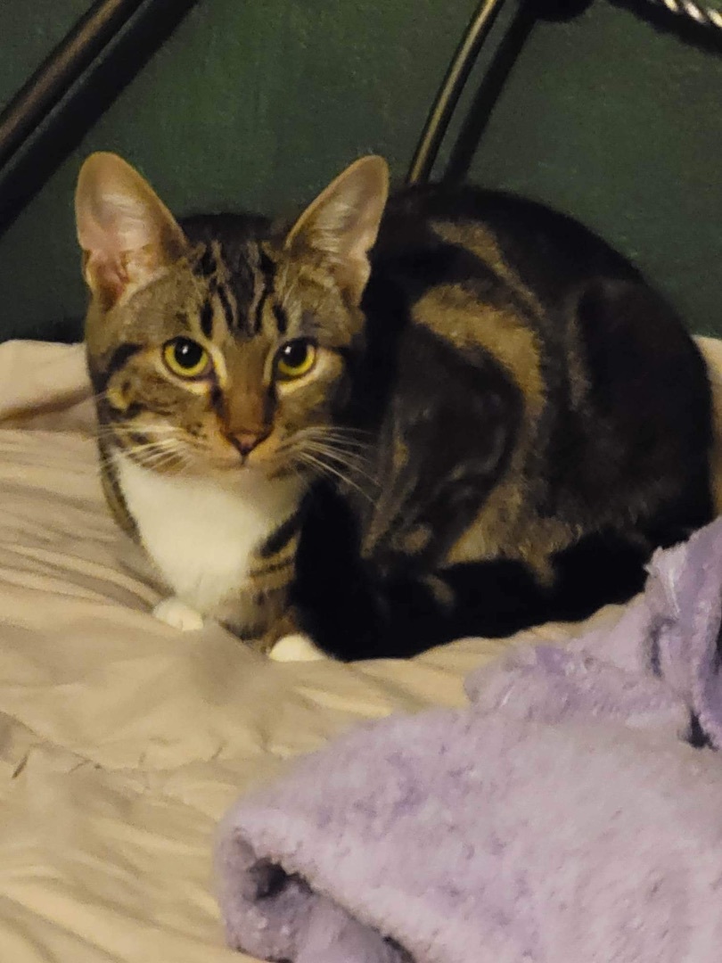 Farley, a Adoptable Domestic Short Hair in Hollister, CA image 4/4