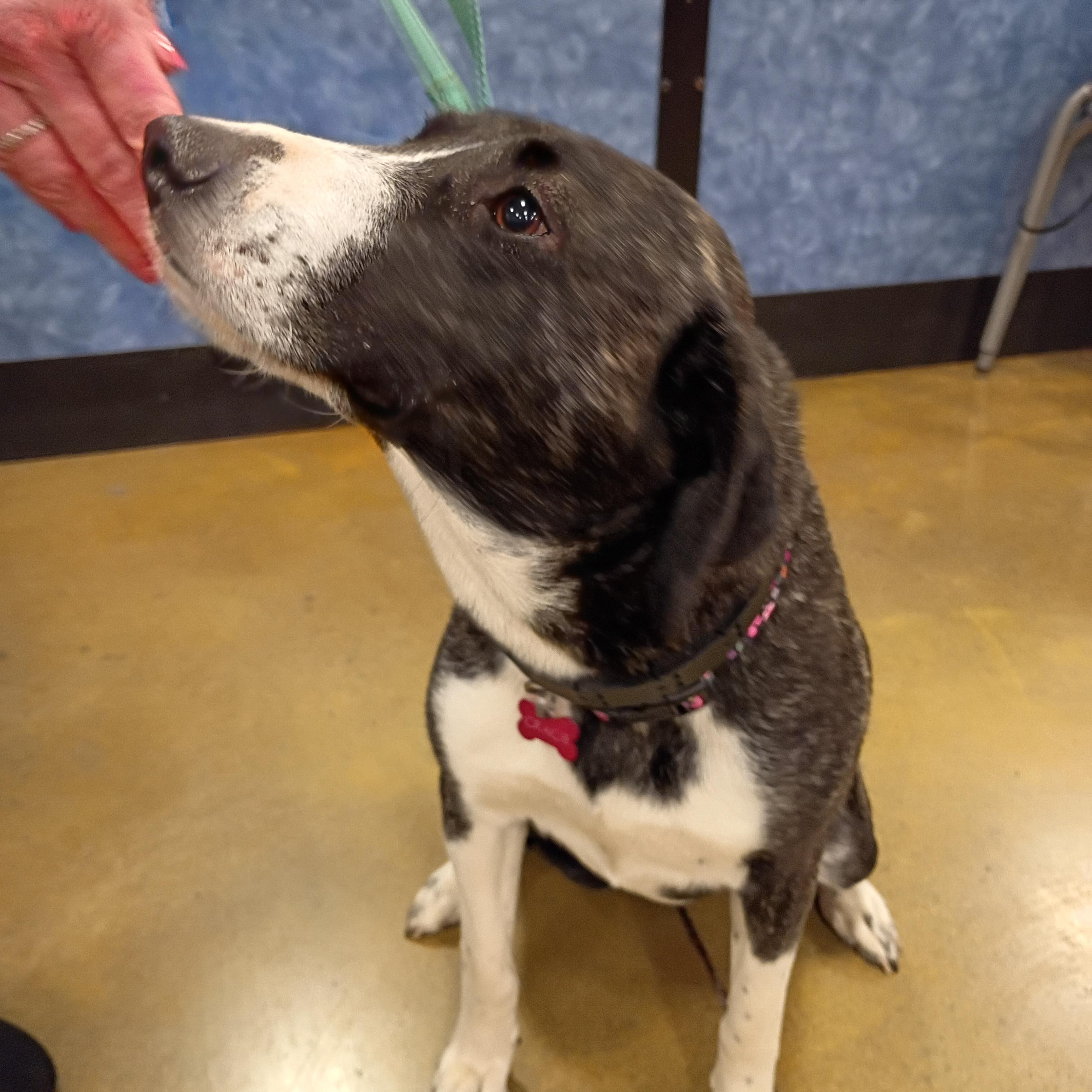 Gracie, an adopted mixed breed in Tulsa, OK image 2/3