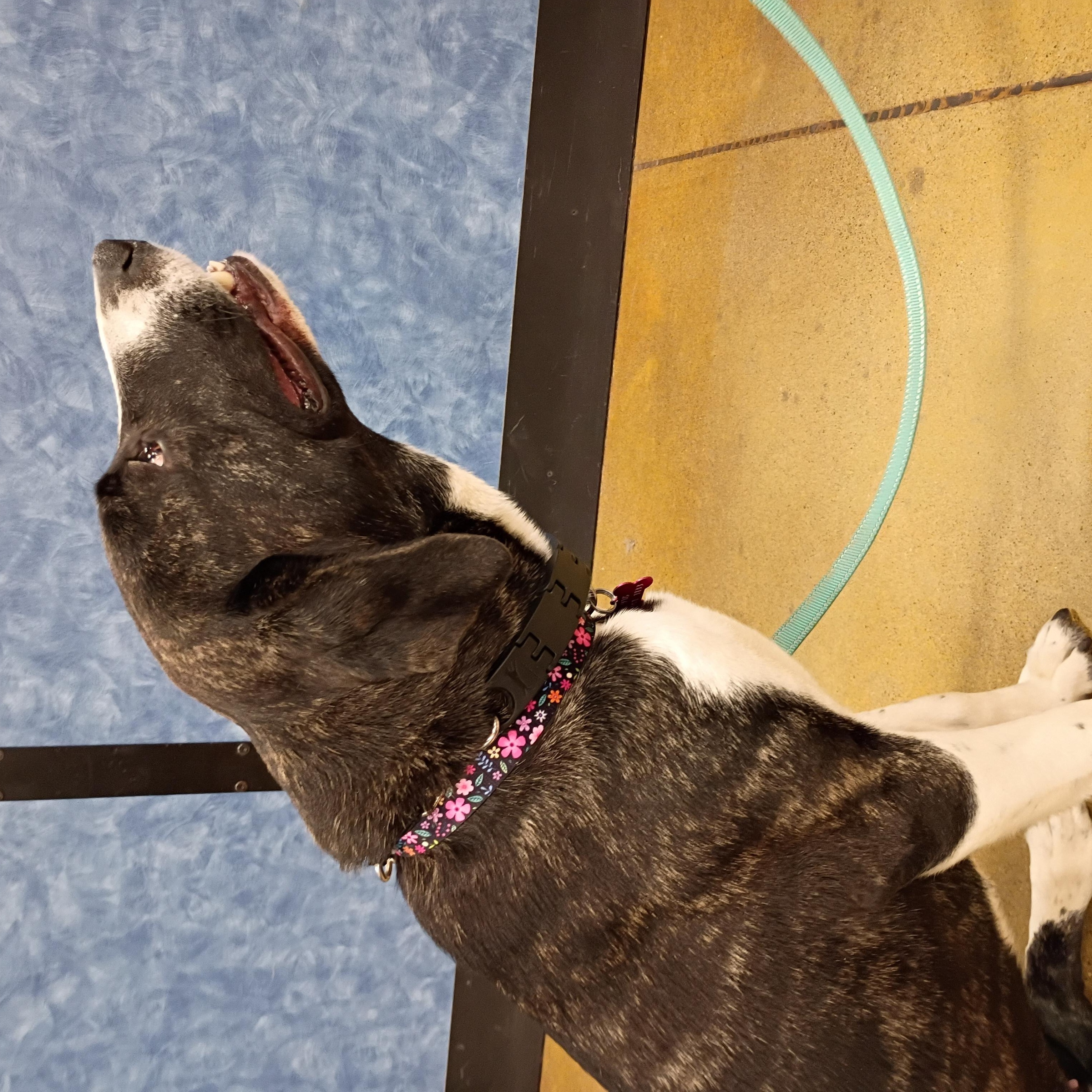 Gracie, an adopted mixed breed in Tulsa, OK image 3/3