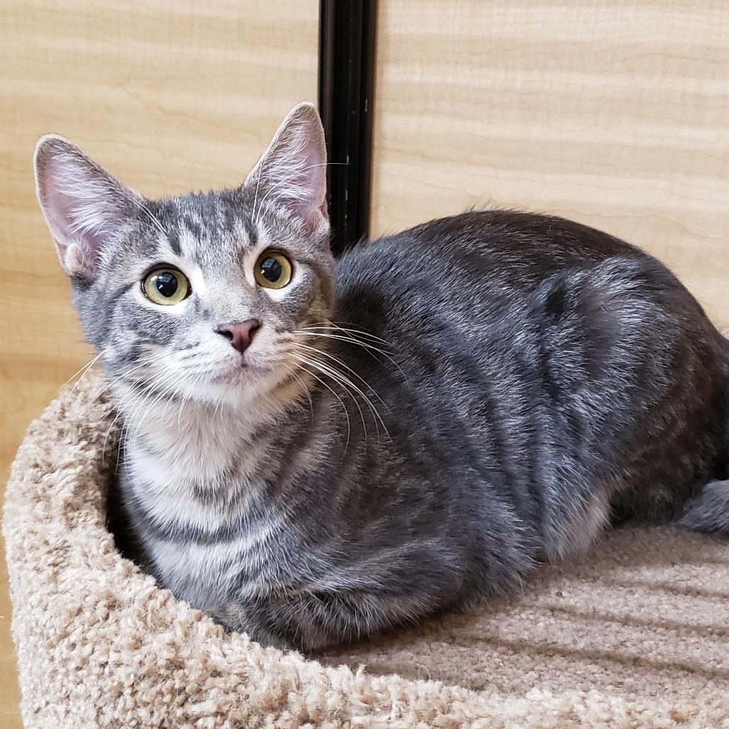 Moulder, Adoptable, Young Male Domestic Short Hair.