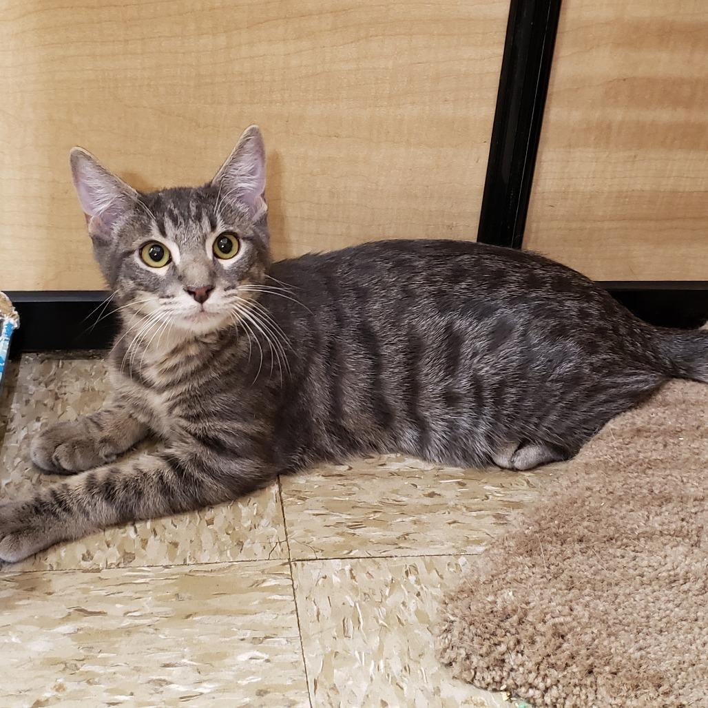 Enlarge Moulder, a Adoptable Domestic Short Hair in Bulverde, TX image 2/6