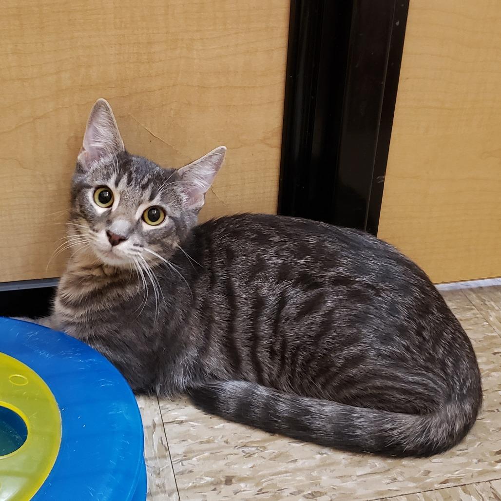 Enlarge Moulder, a Adoptable Domestic Short Hair in Bulverde, TX image 3/6