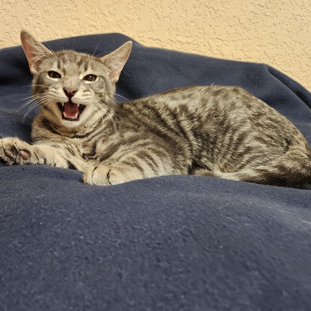 Enlarge Moulder, a Adoptable Domestic Short Hair in Bulverde, TX image 4/6