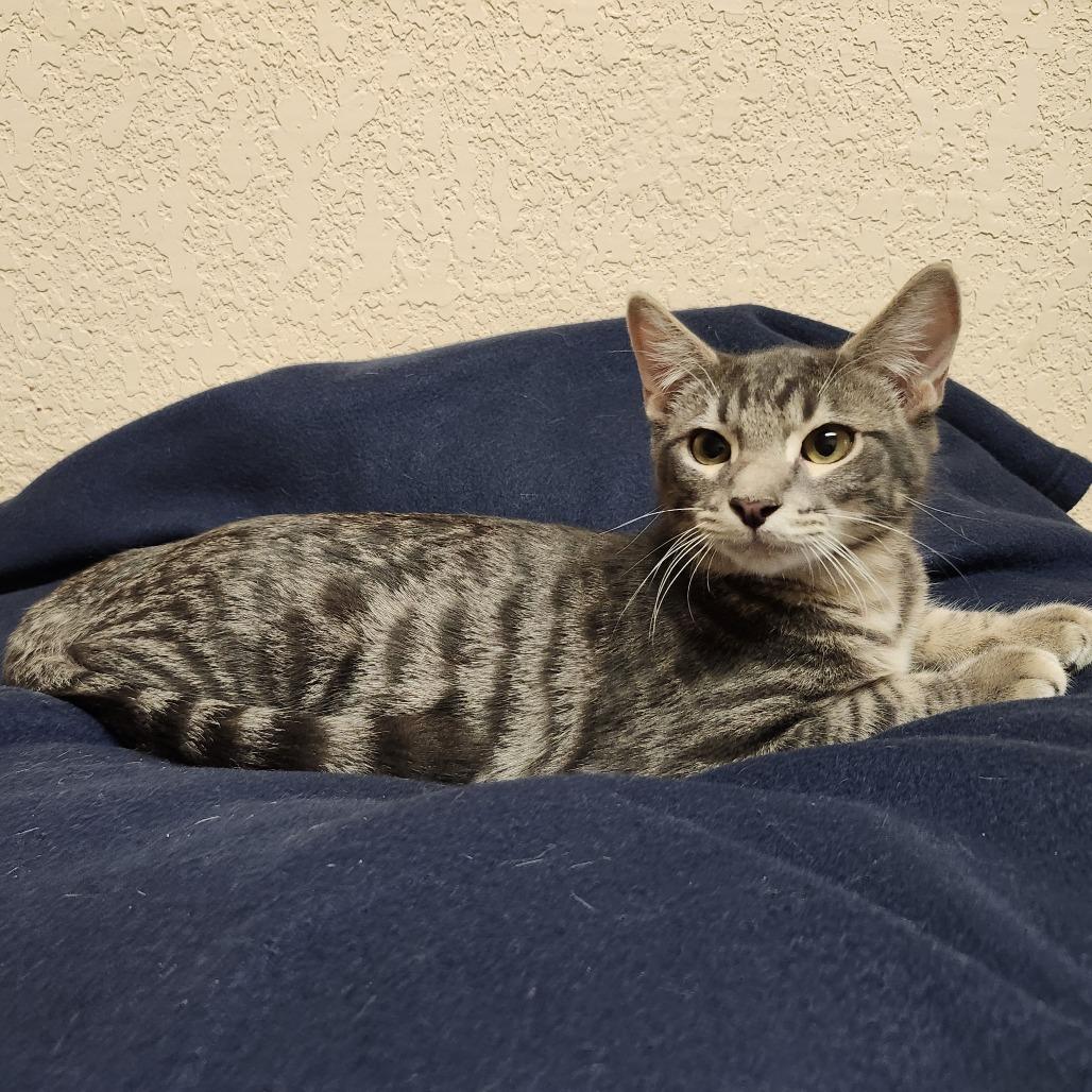 Enlarge Moulder, a Adoptable Domestic Short Hair in Bulverde, TX image 5/6