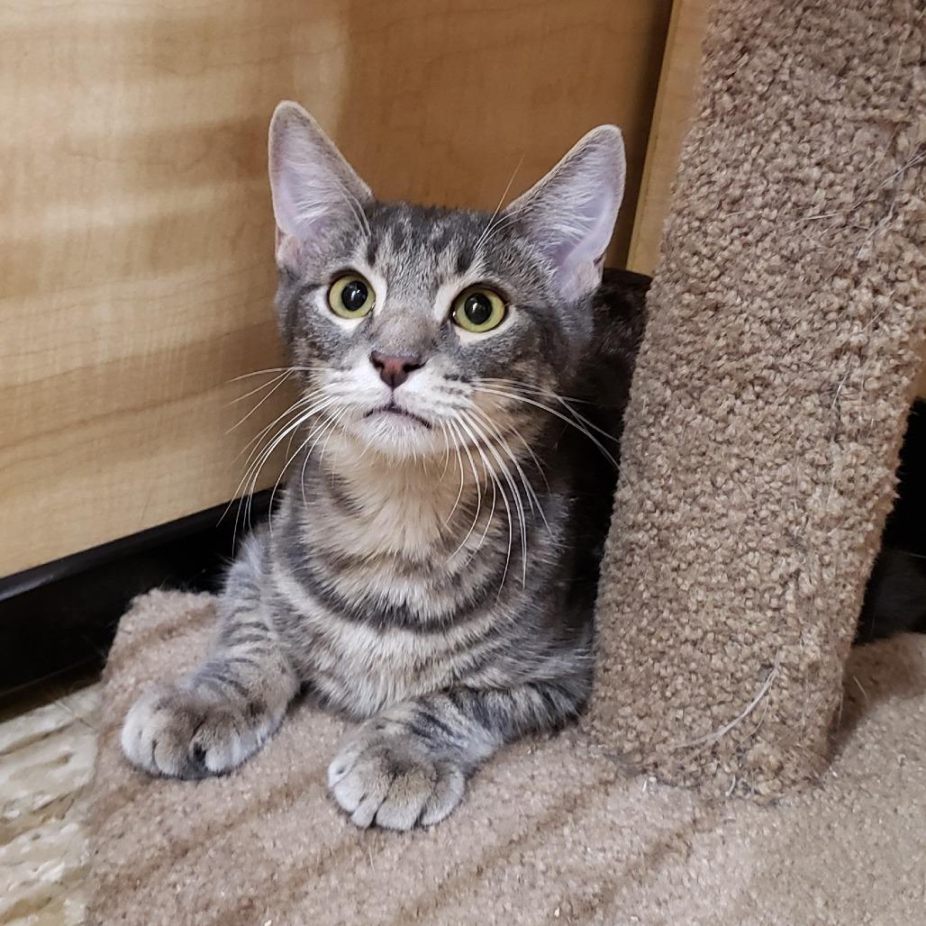 Enlarge Moulder, a Adoptable Domestic Short Hair in Bulverde, TX image 6/6