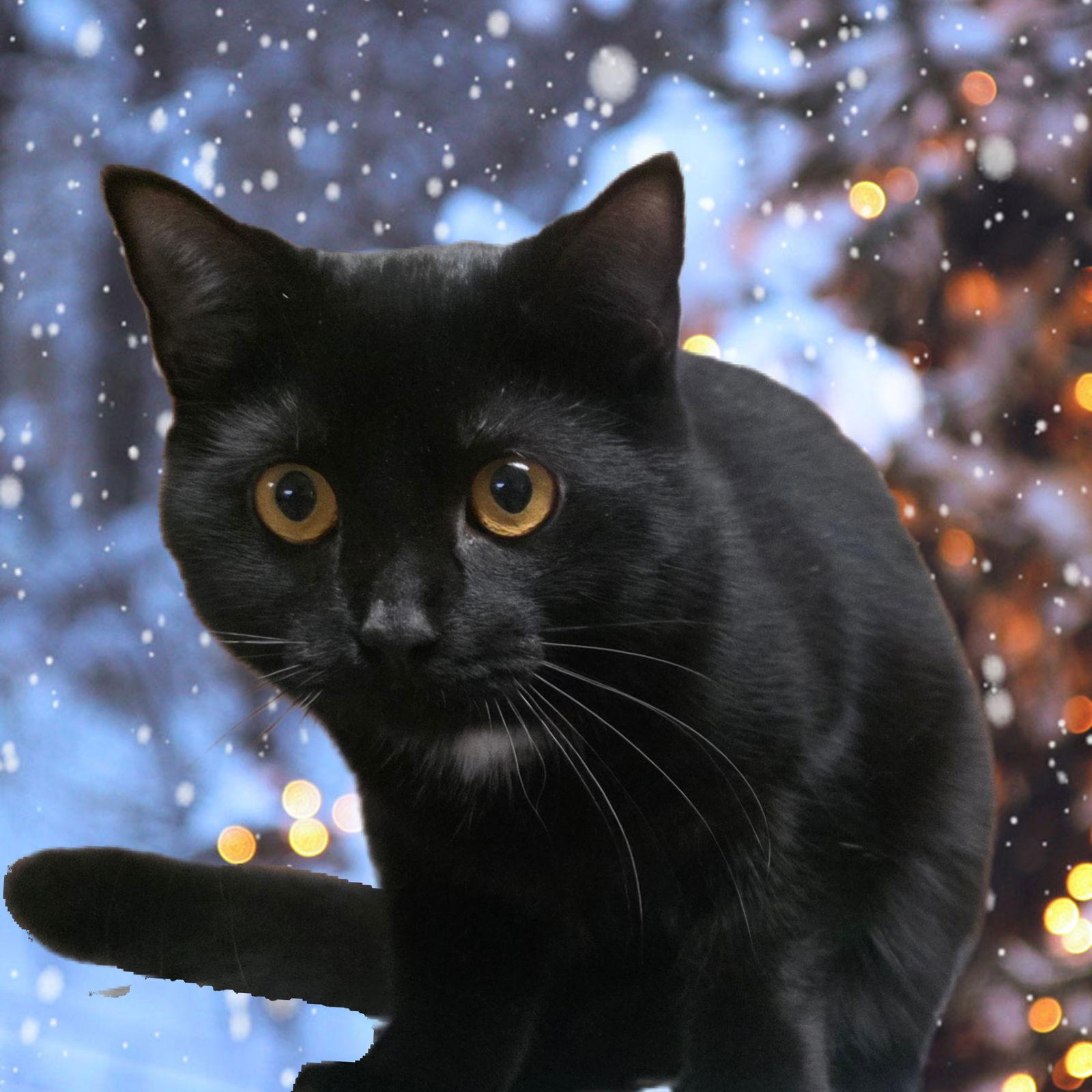 Lenny, Adoptable, Young Female Domestic Short Hair.