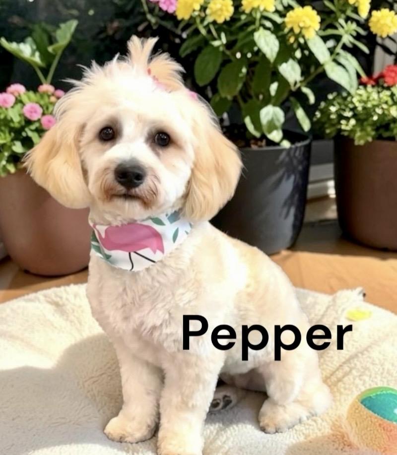 Minnie & Pepper - Bonded Pair, a Adoptable mixed breed in Perry, IA image 4/5