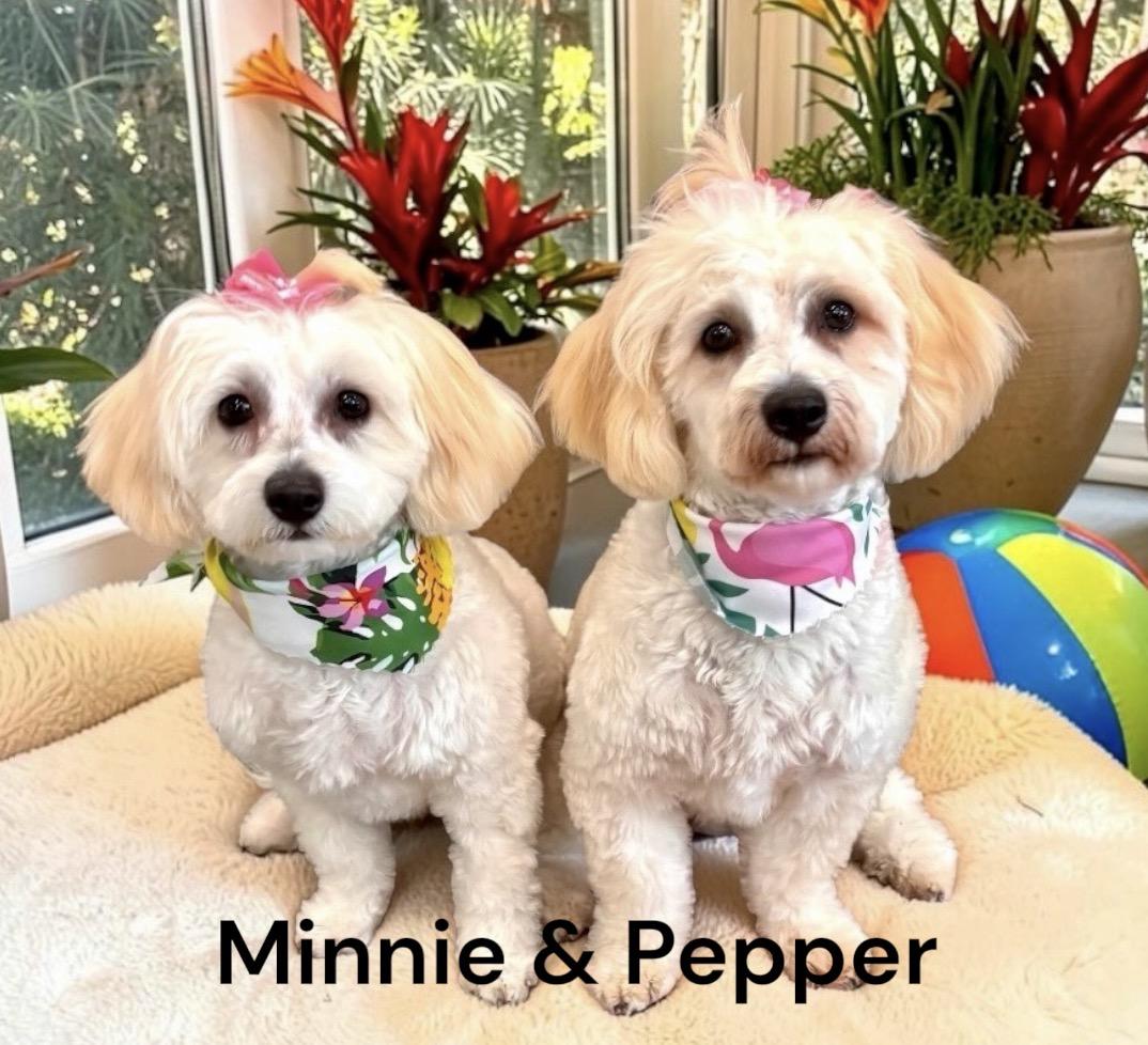 Minnie & Pepper - Bonded Pair, Adoptable, Puppy Female Bichon Frise & Shih Tzu.