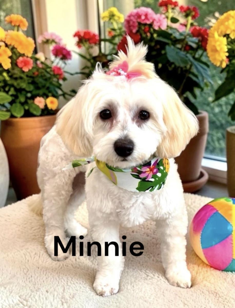 Minnie & Pepper - Bonded Pair, a Adoptable mixed breed in Perry, IA image 2/5